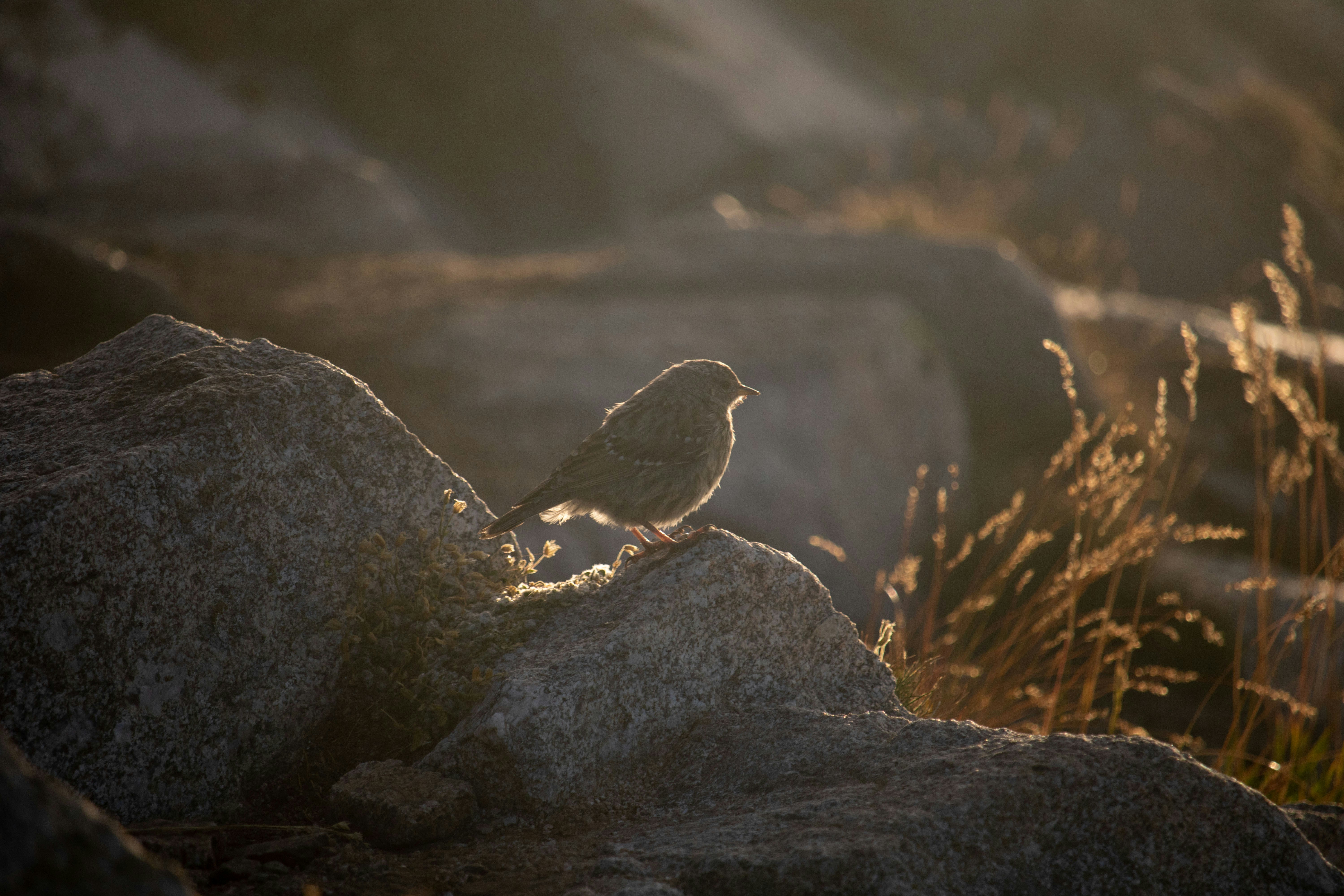 Photo by angelbalashev