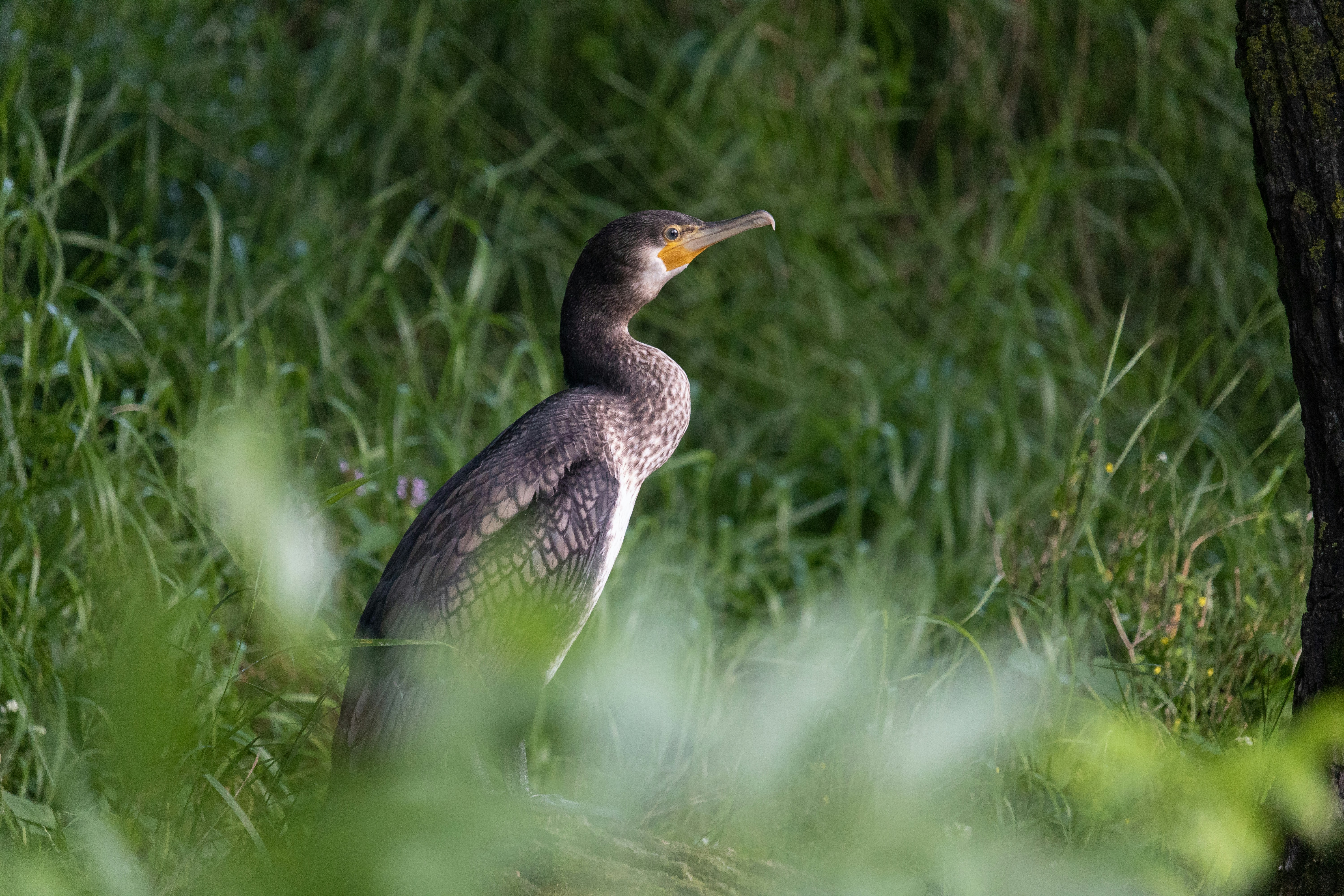 Photo by angelbalashev