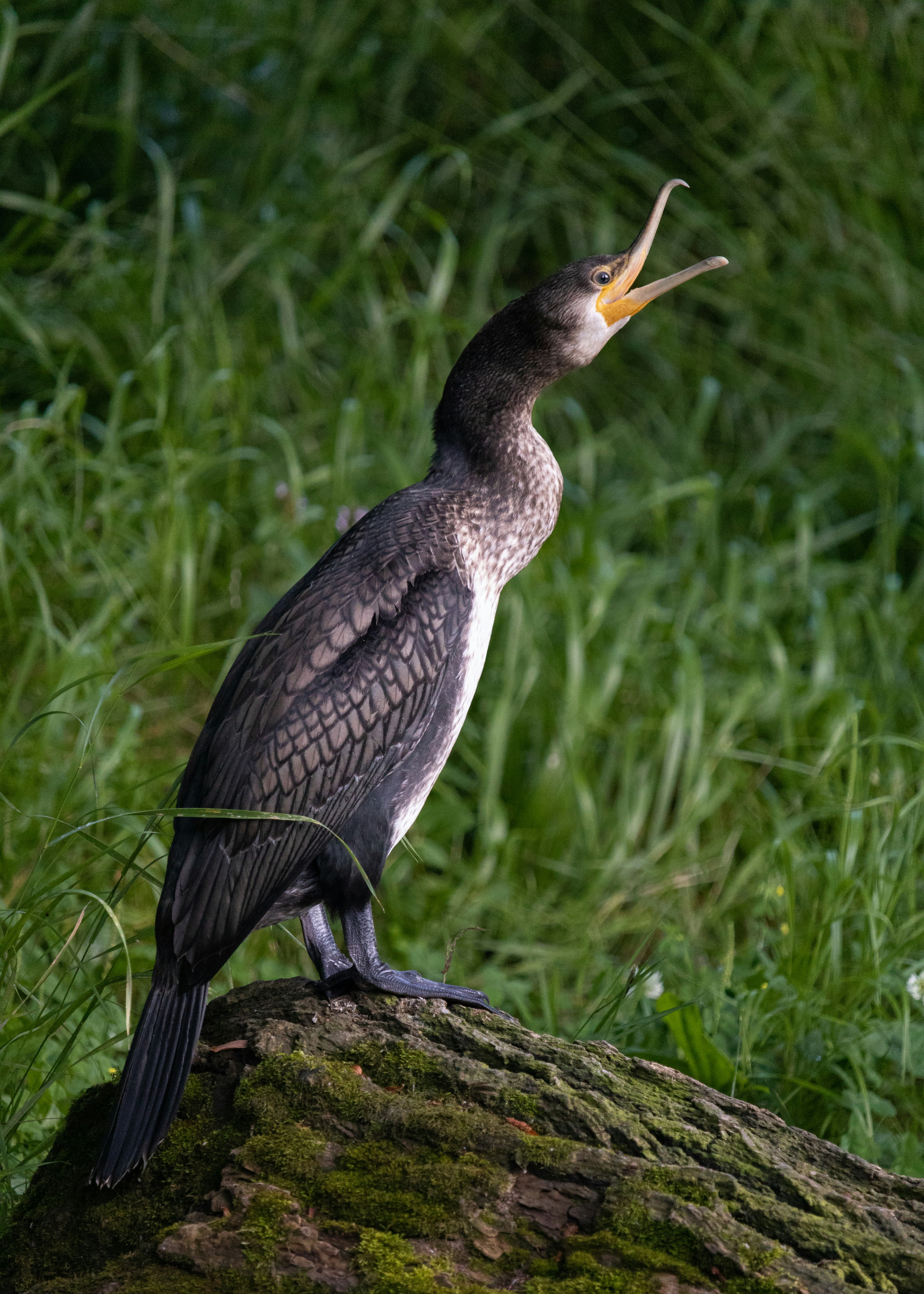 Photo by angelbalashev