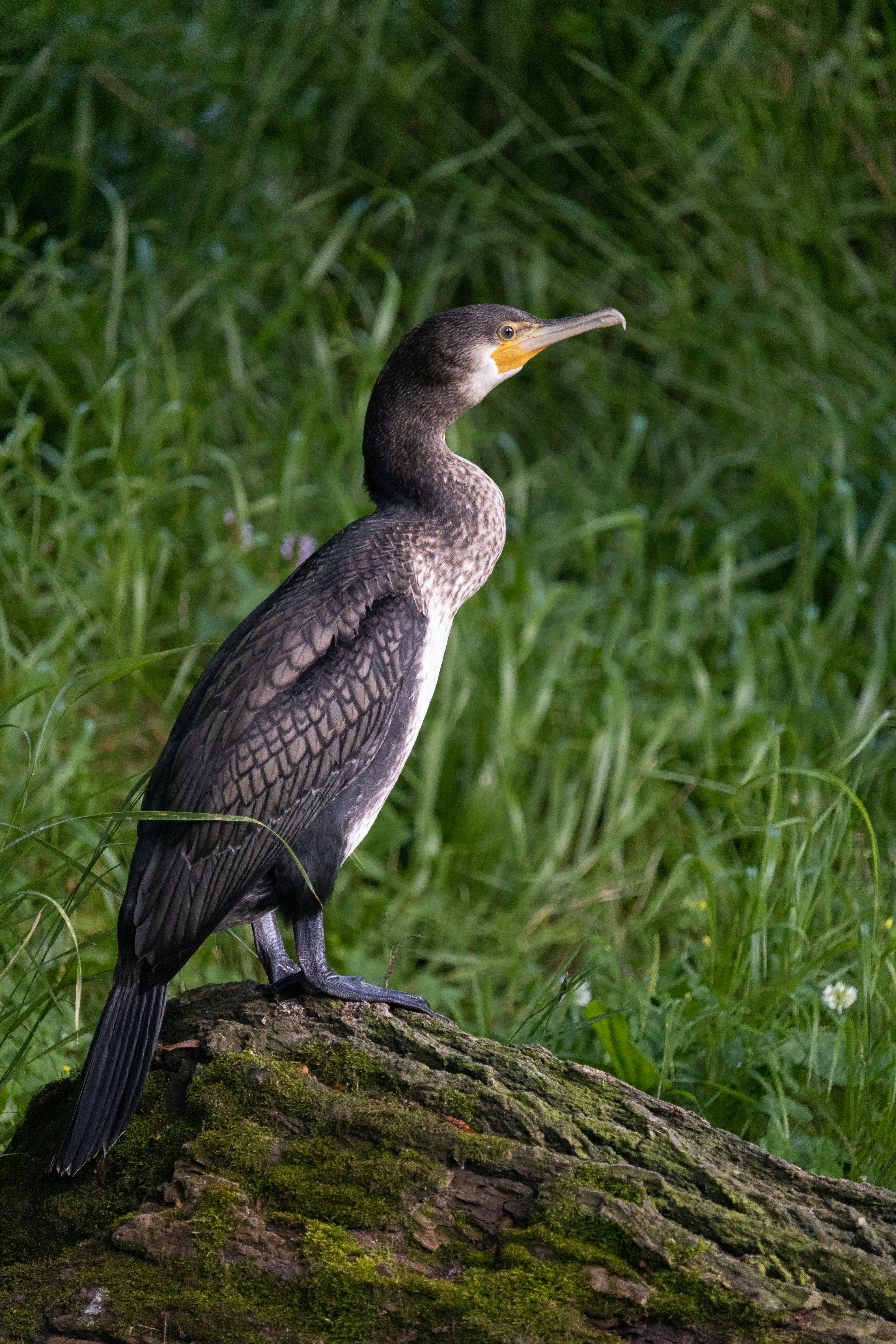 Photo by angelbalashev