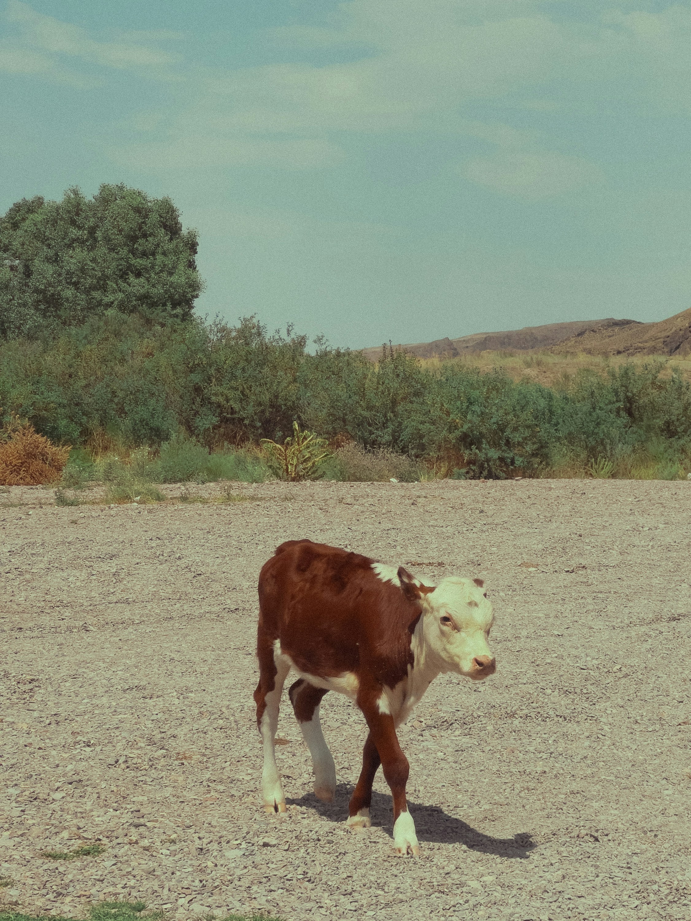 A brown and white cow standing on top of a dirt field