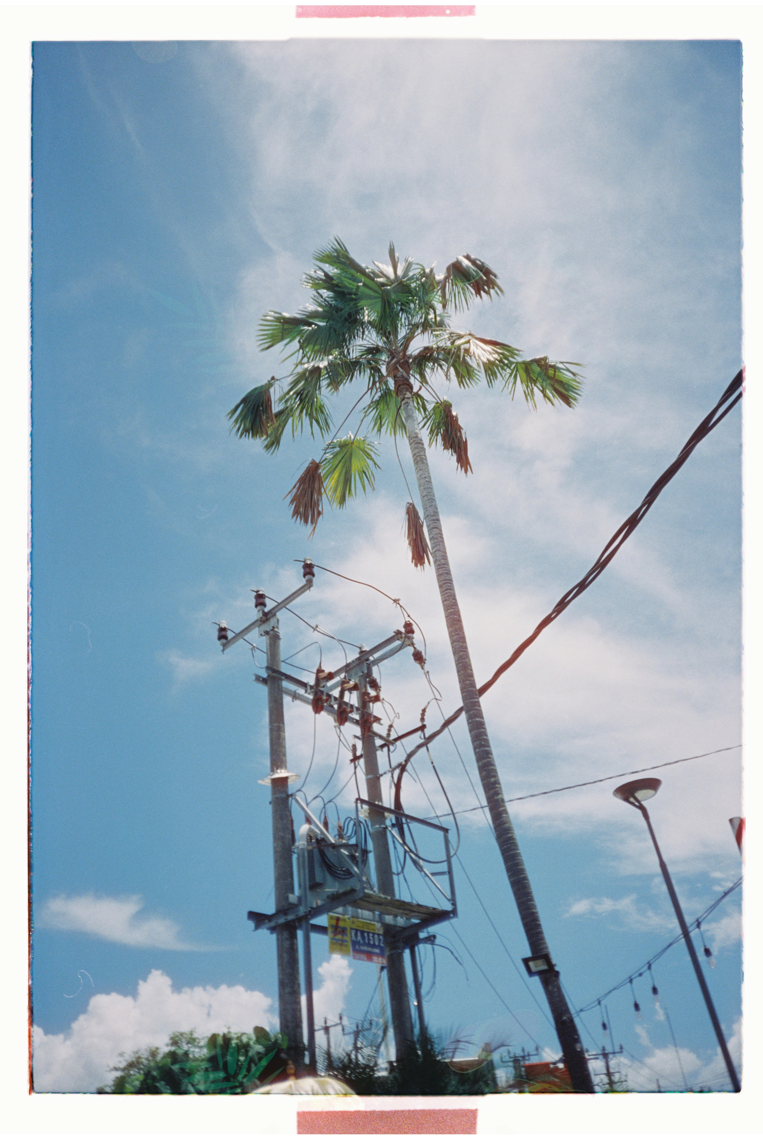 A tall palm tree sitting next to a power line