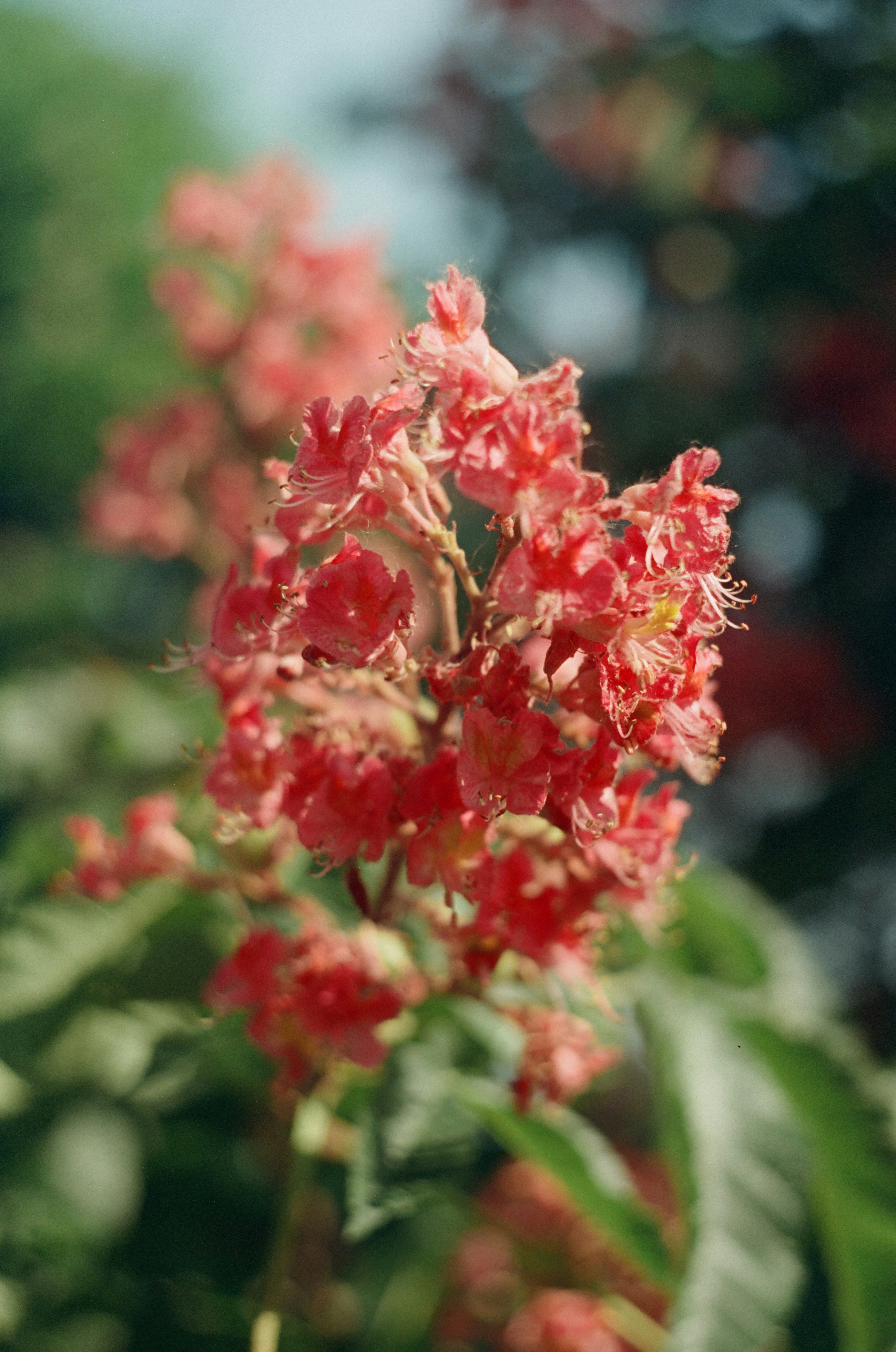 A close up of a red flower on a tree