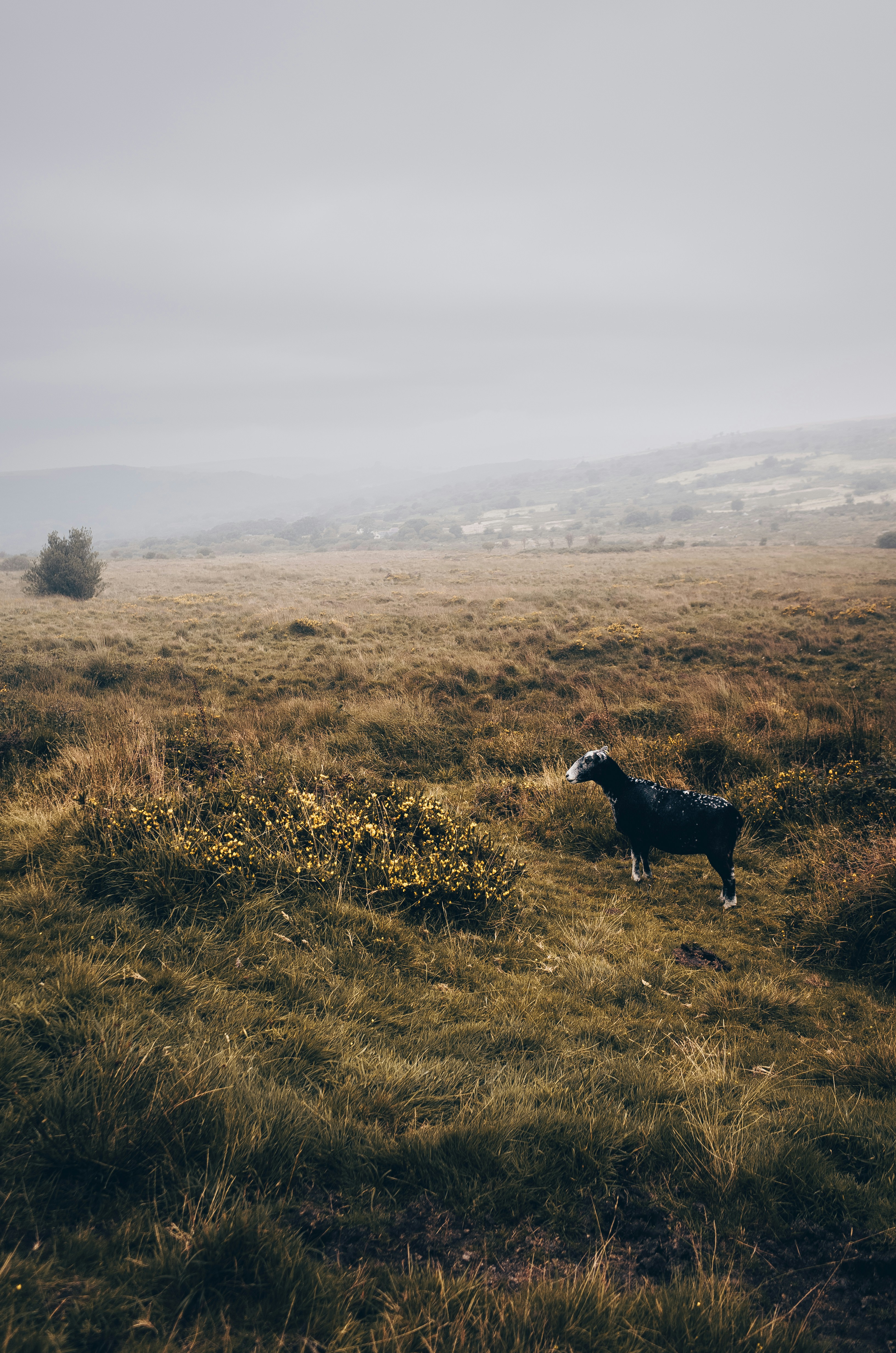 A black and white dog standing on top of a grass covered field