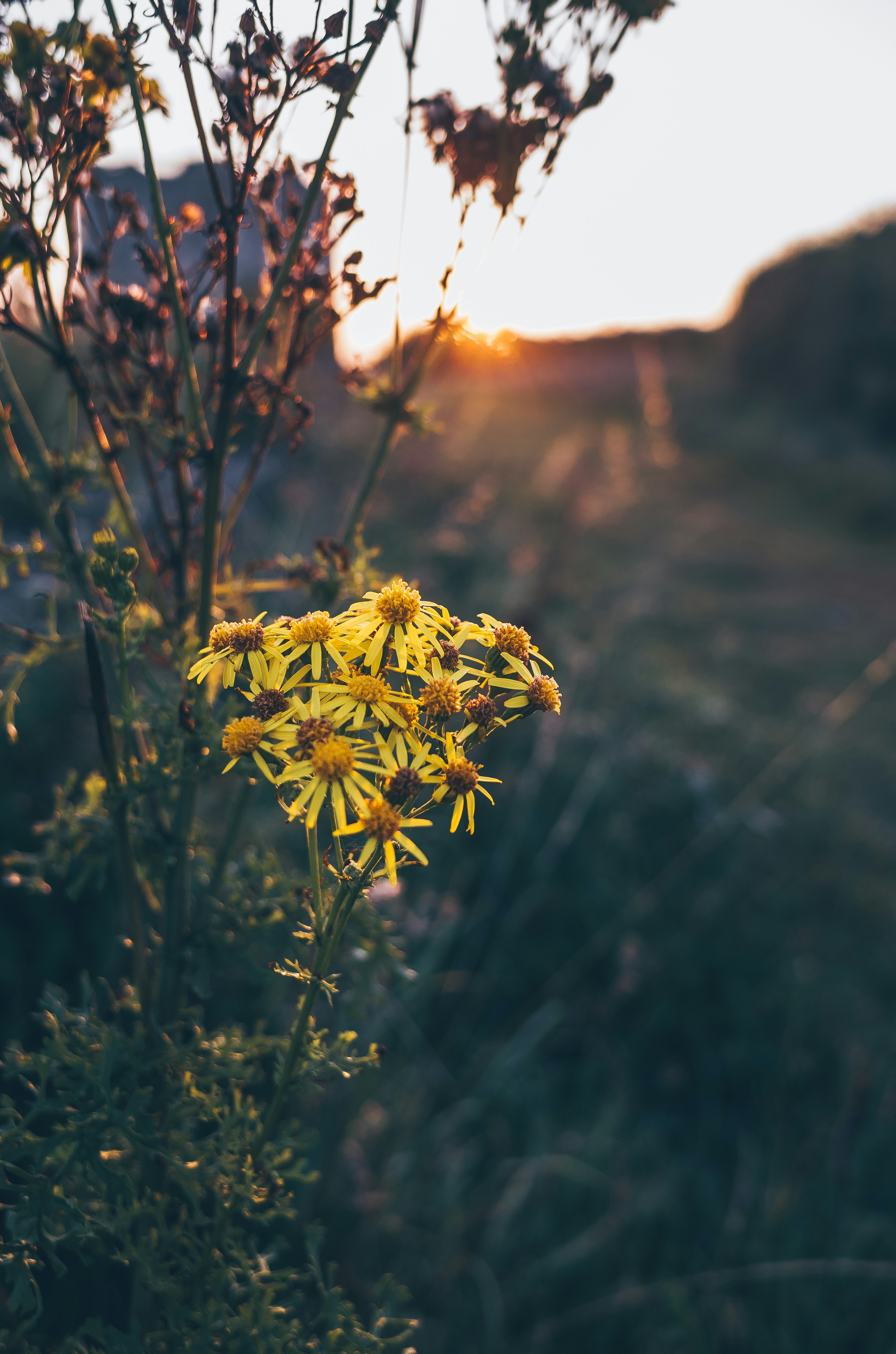 A plant with yellow flowers in a field