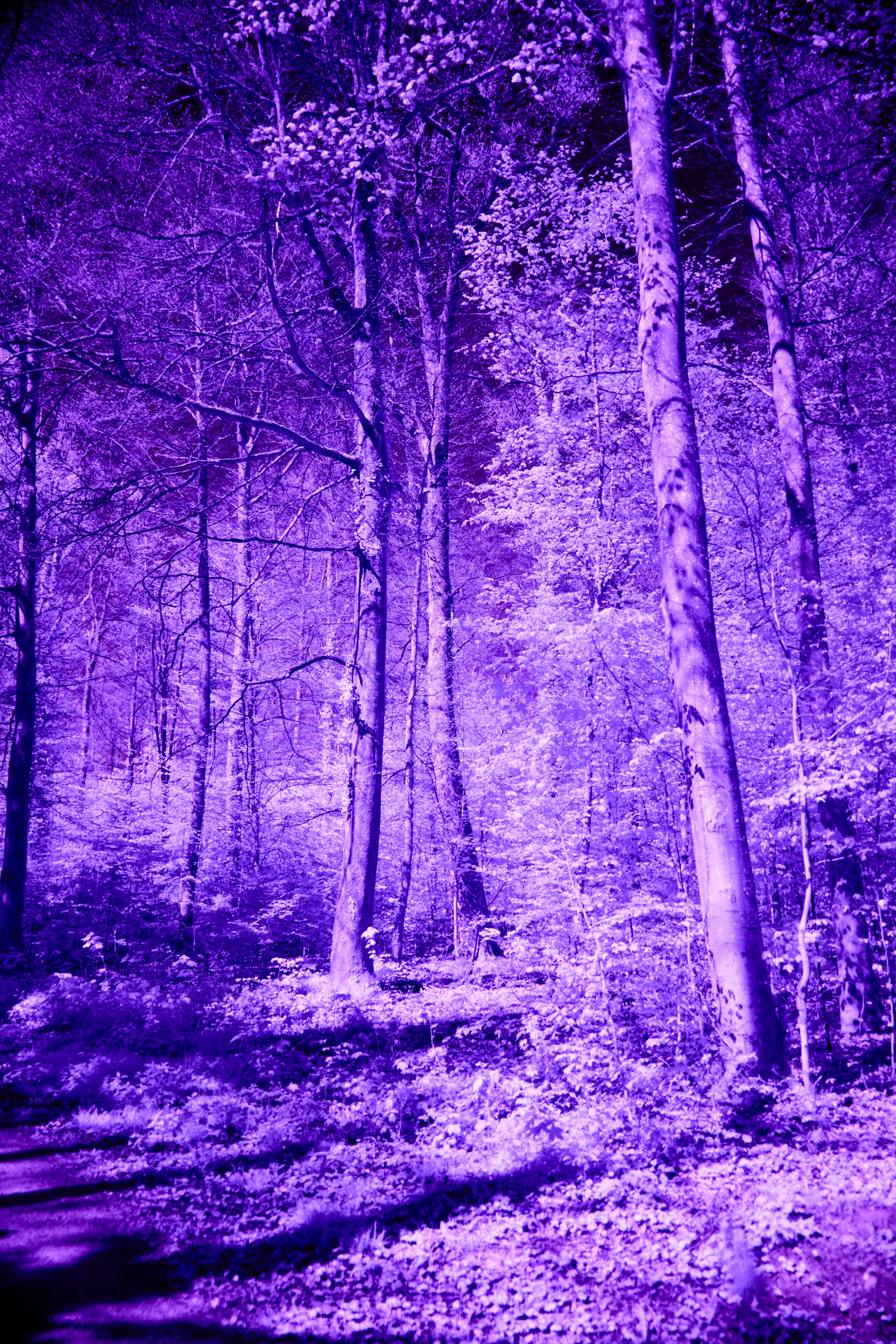 Photo by wolfgang_hasselmann