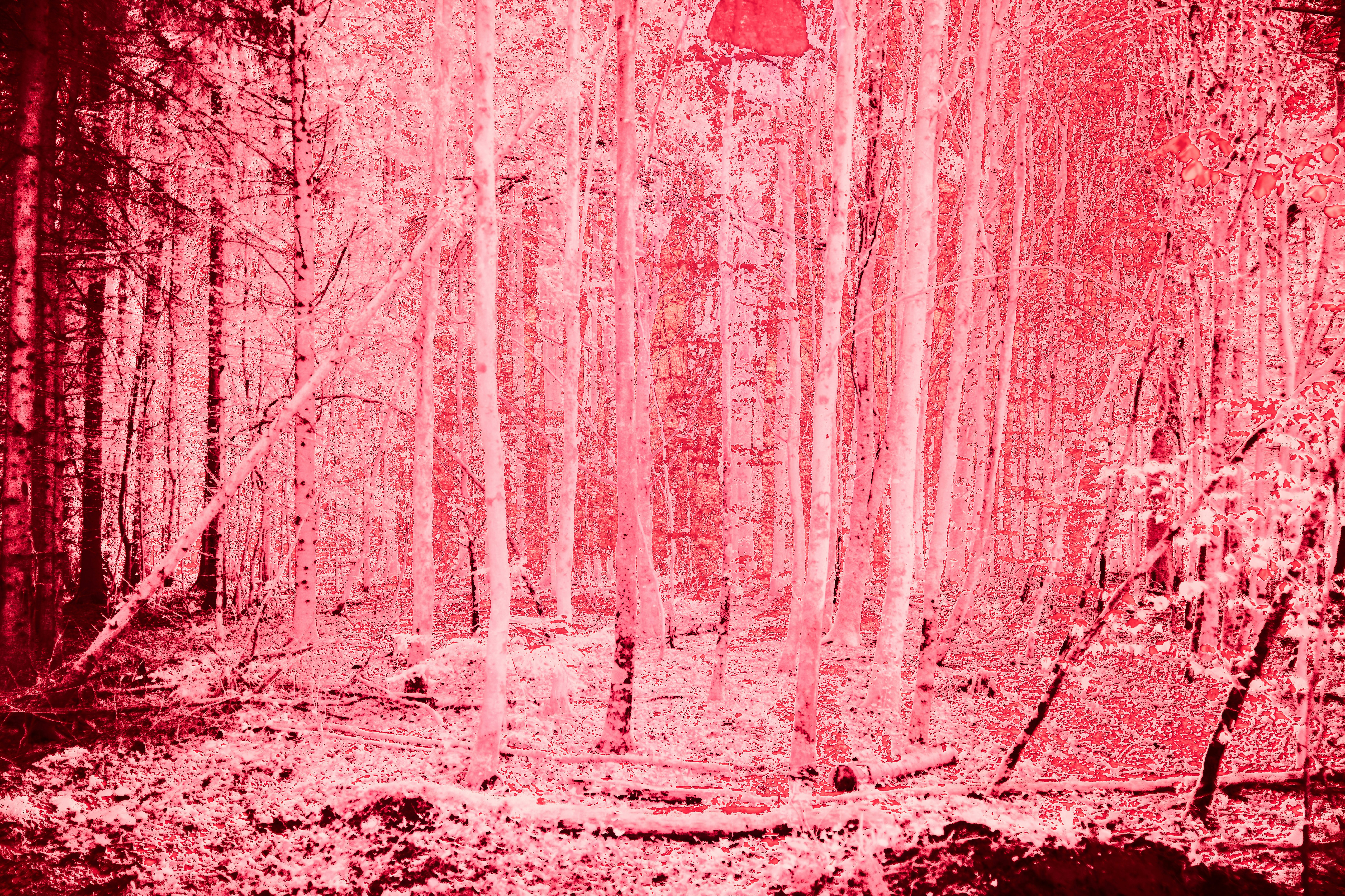 Photo by wolfgang_hasselmann