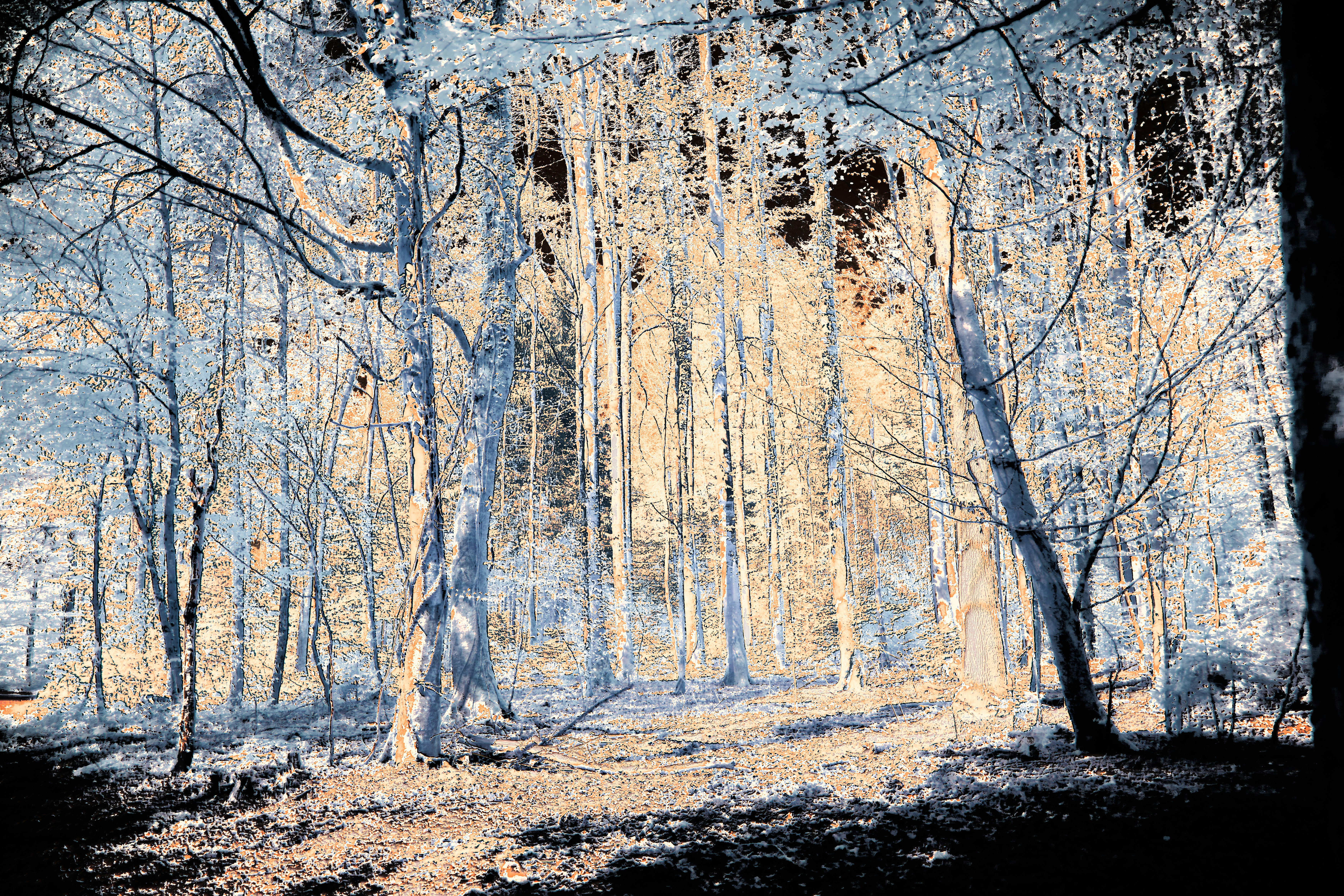 Photo by wolfgang_hasselmann