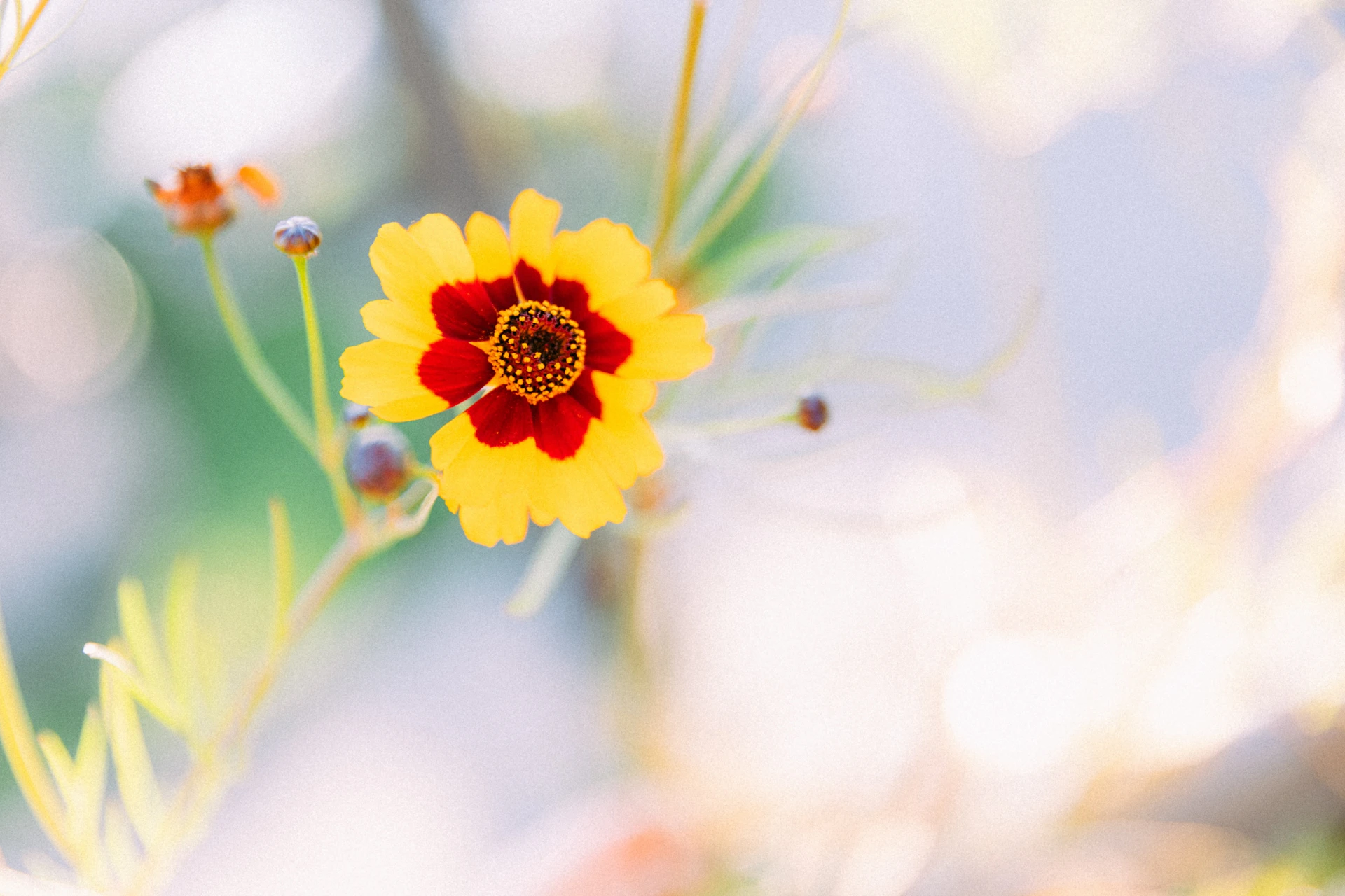 A yellow and red flower with a blurry background
