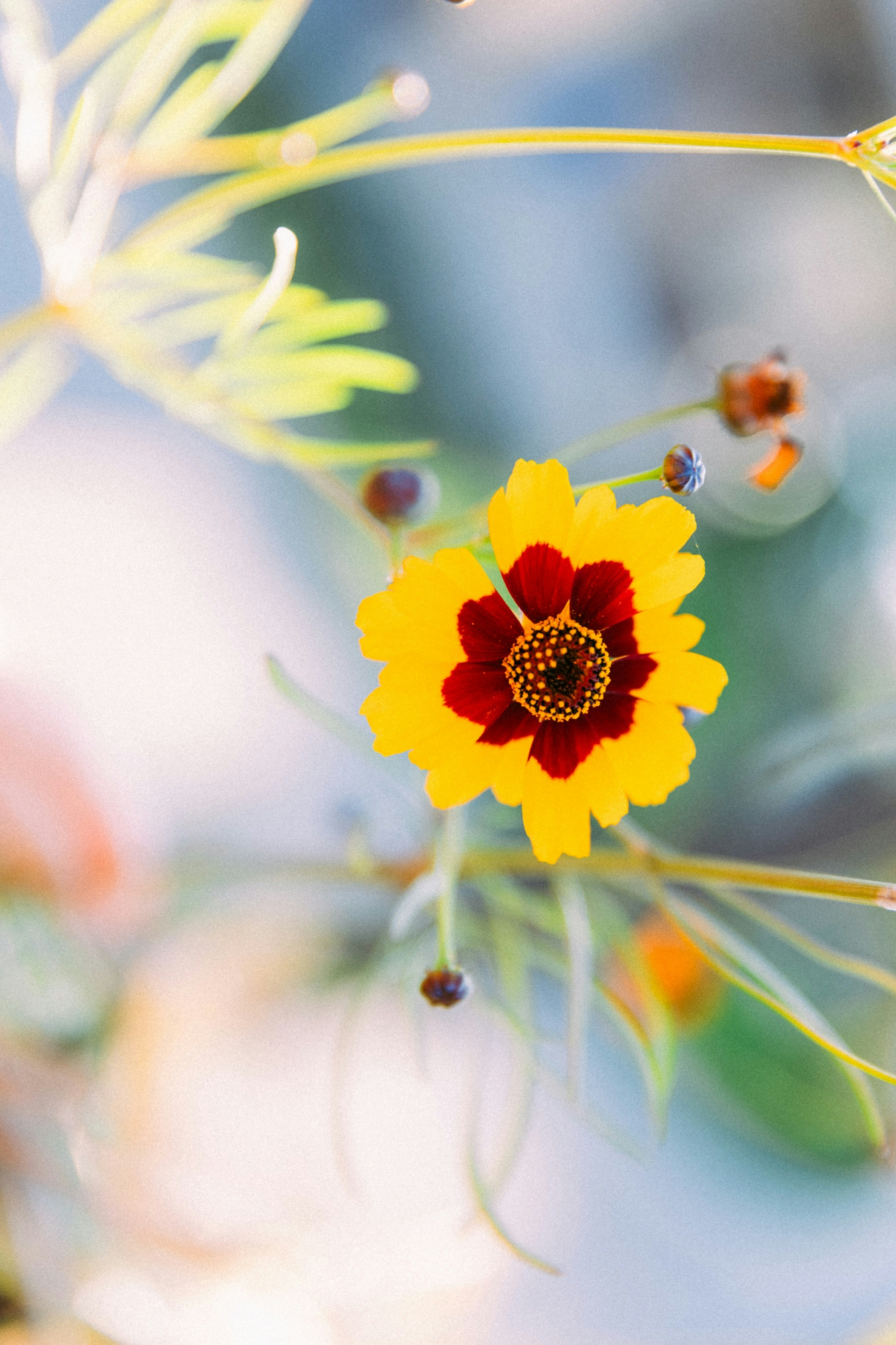 Un primo piano di un fiore giallo e rosso