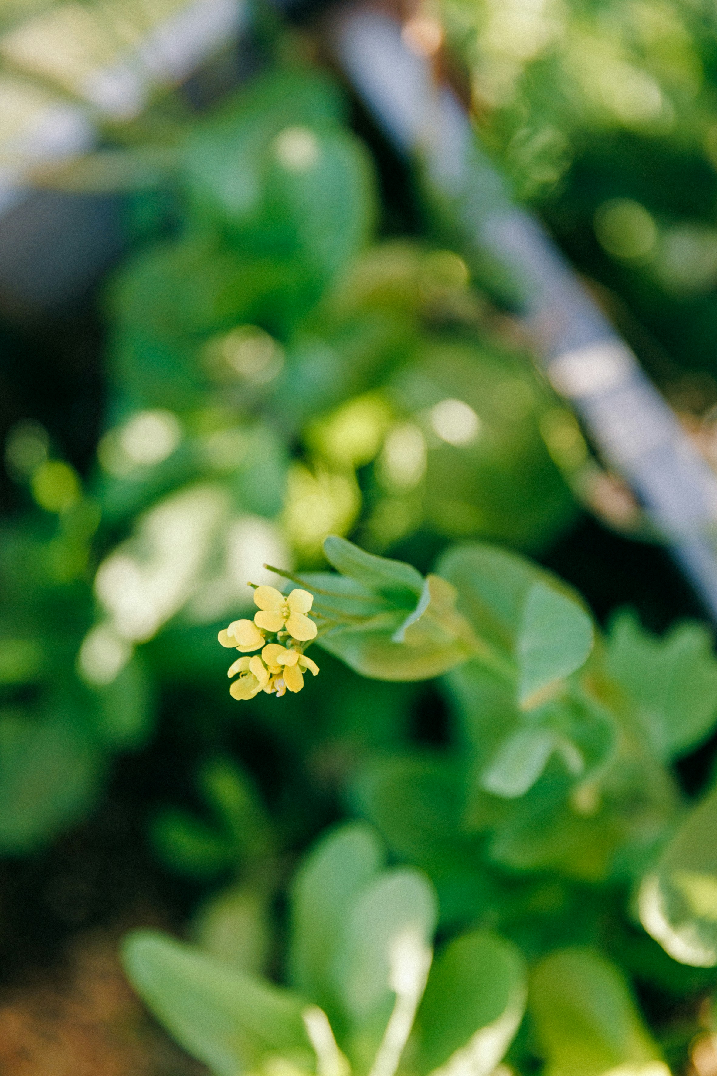 A close up of a small yellow flower