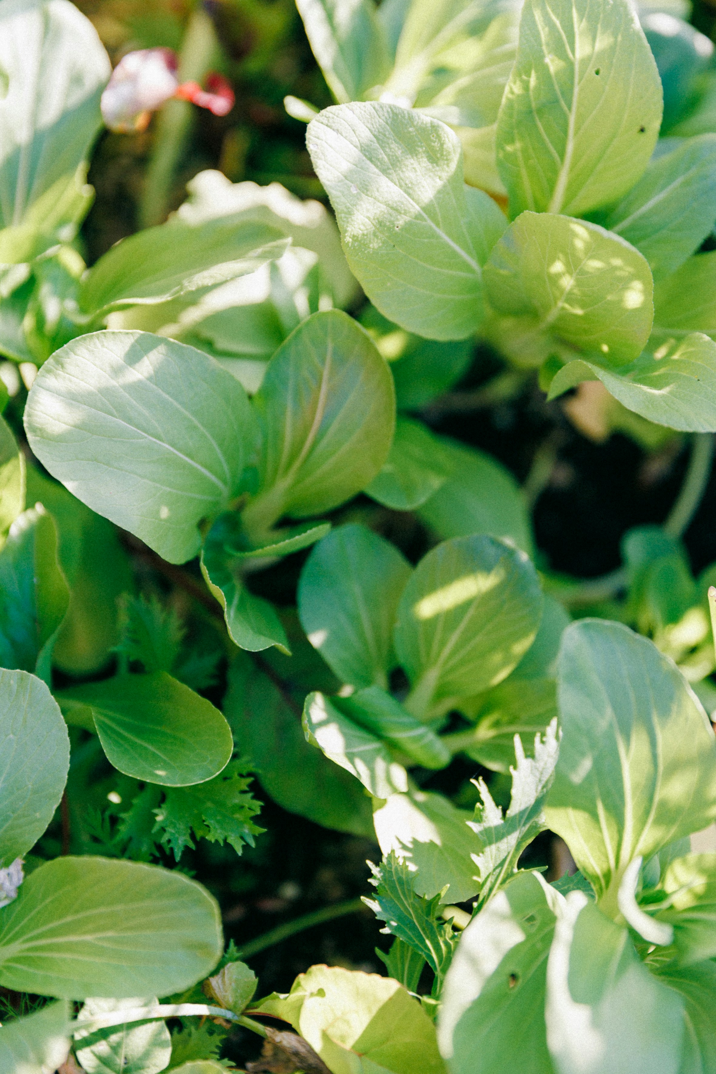 A close up of a plant with green leaves