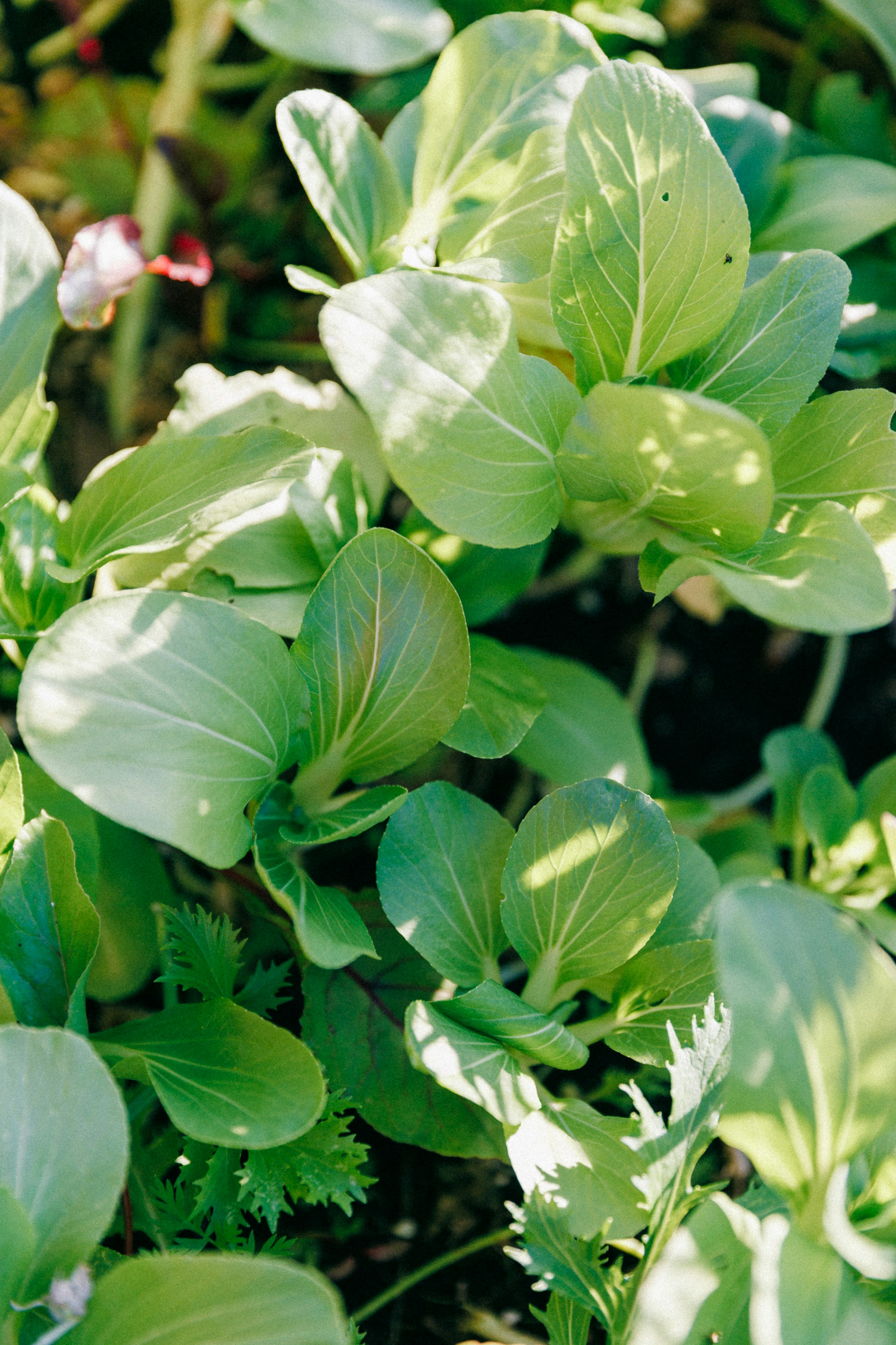 A close up of a plant with green leaves