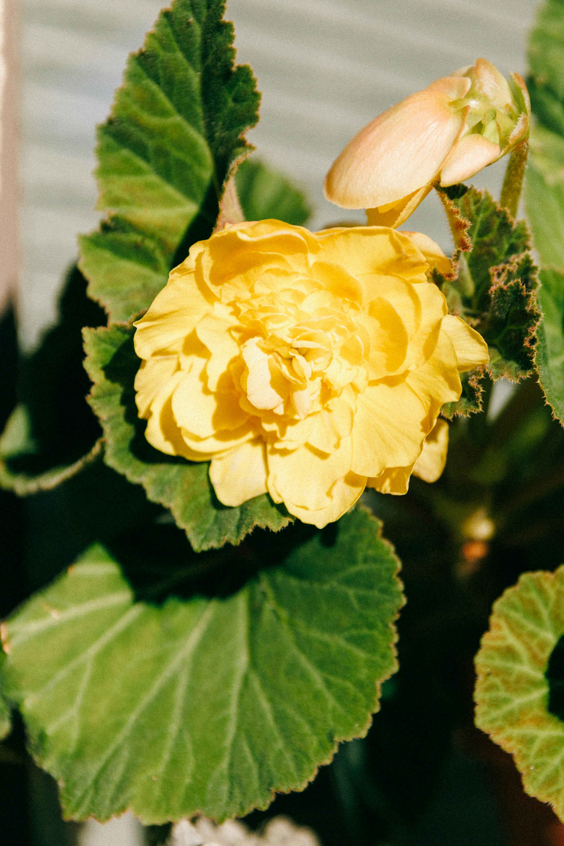 Un primo piano di un fiore giallo su una pianta