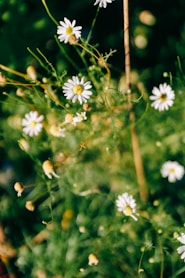 A close up of a bunch of white flowers