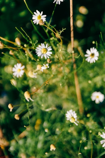 A close up of a bunch of white flowers