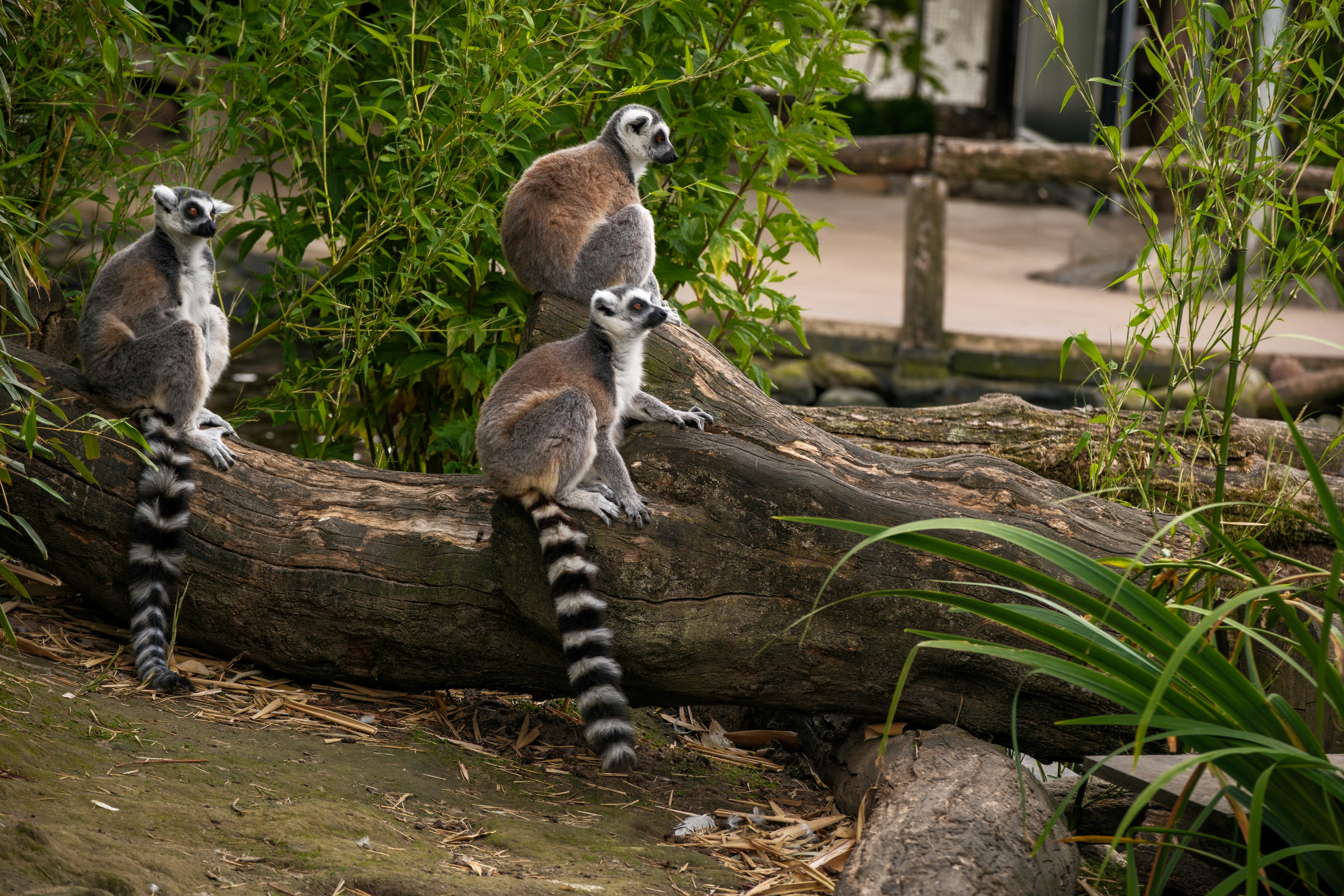 A group of lemurs sitting on top of a log