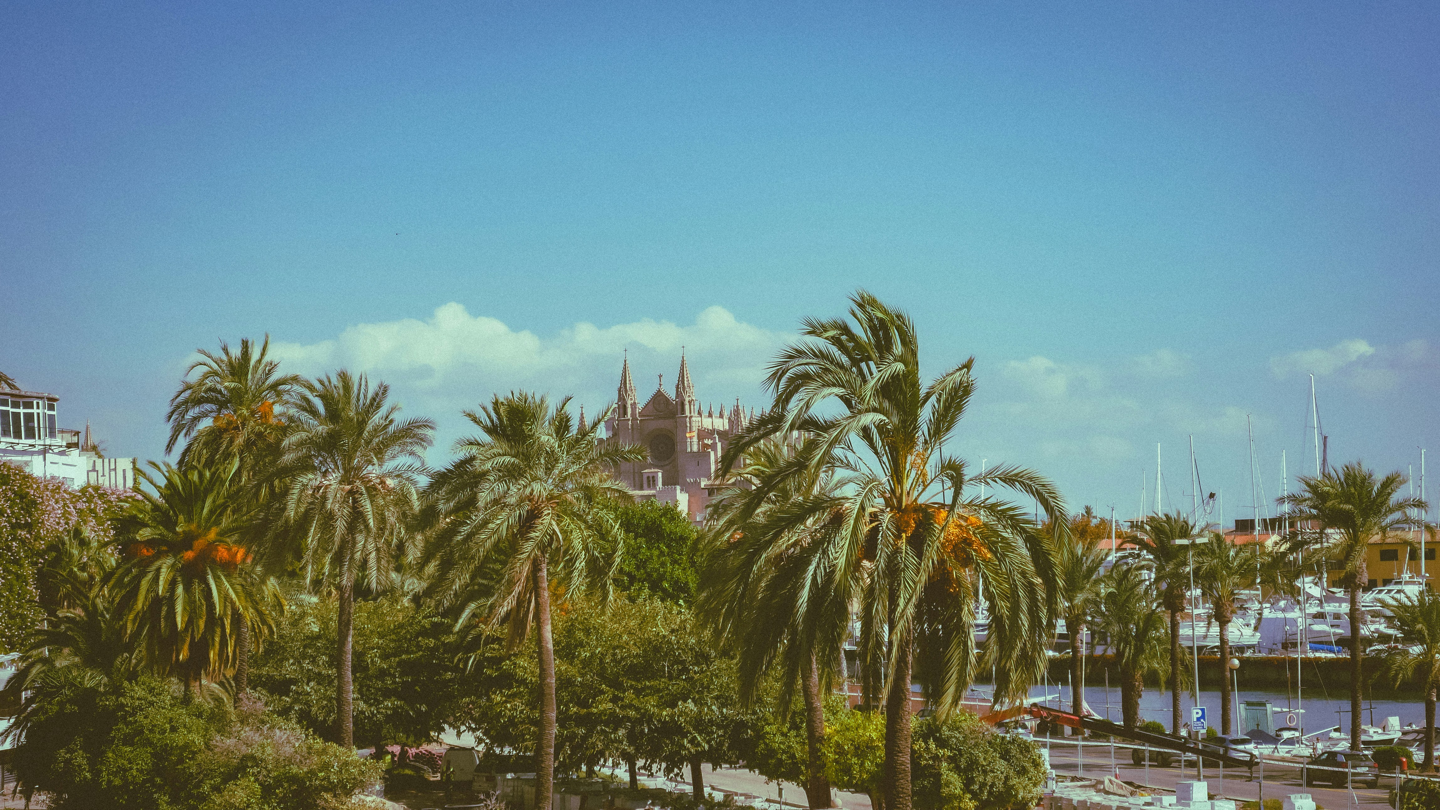 A view of a city with palm trees in the foreground
