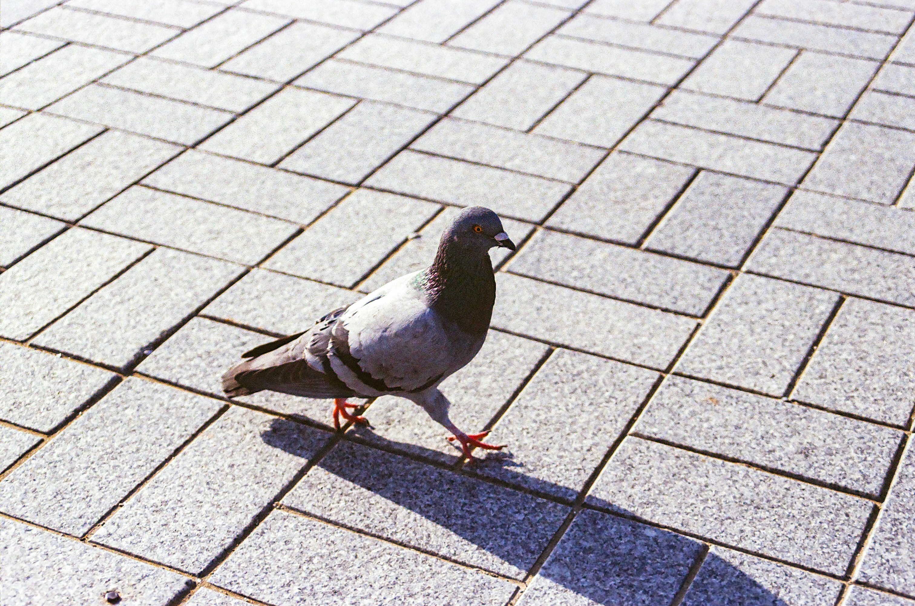 A pigeon is walking on a brick sidewalk