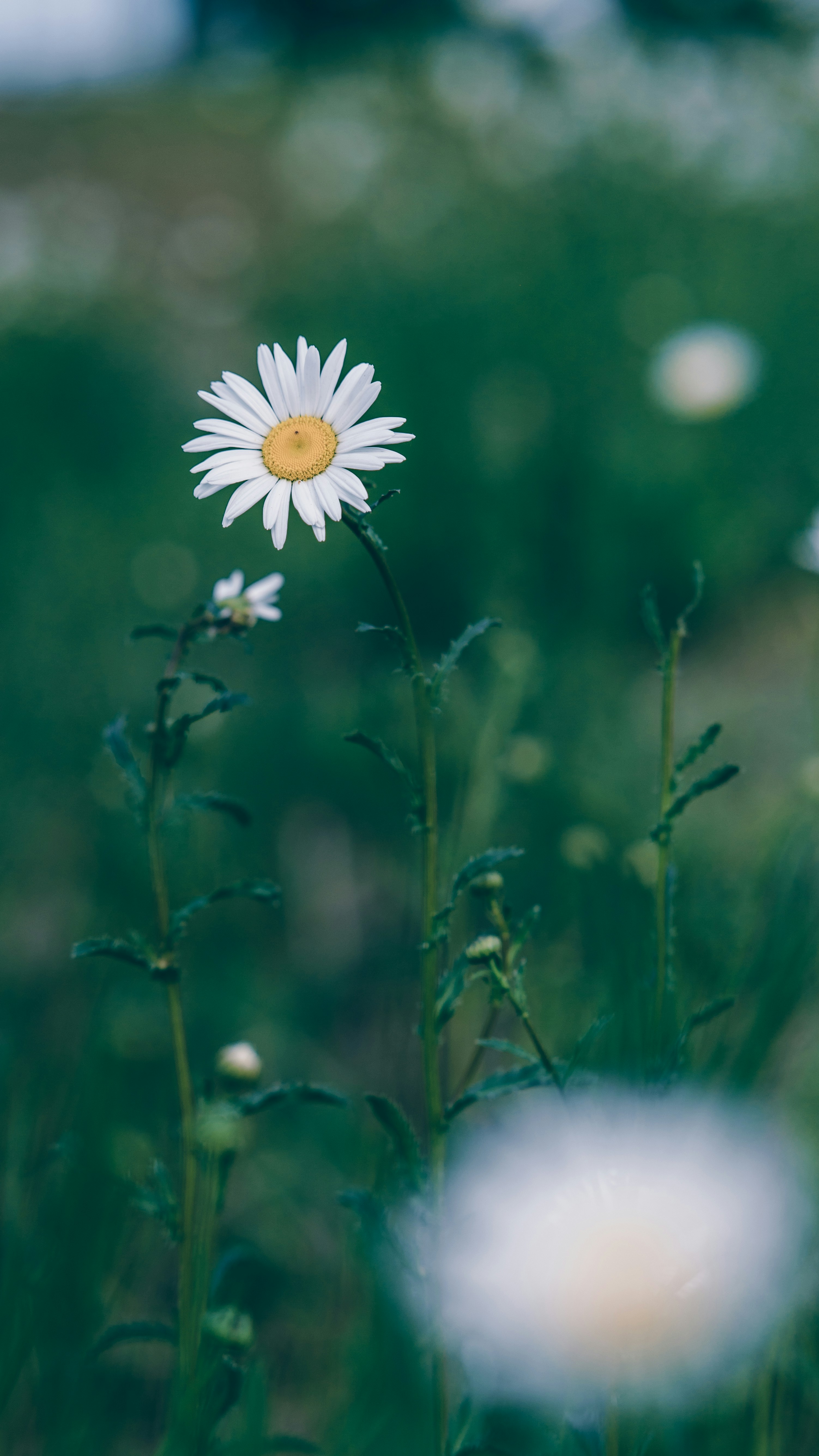 Photo by peek_a_boo_who