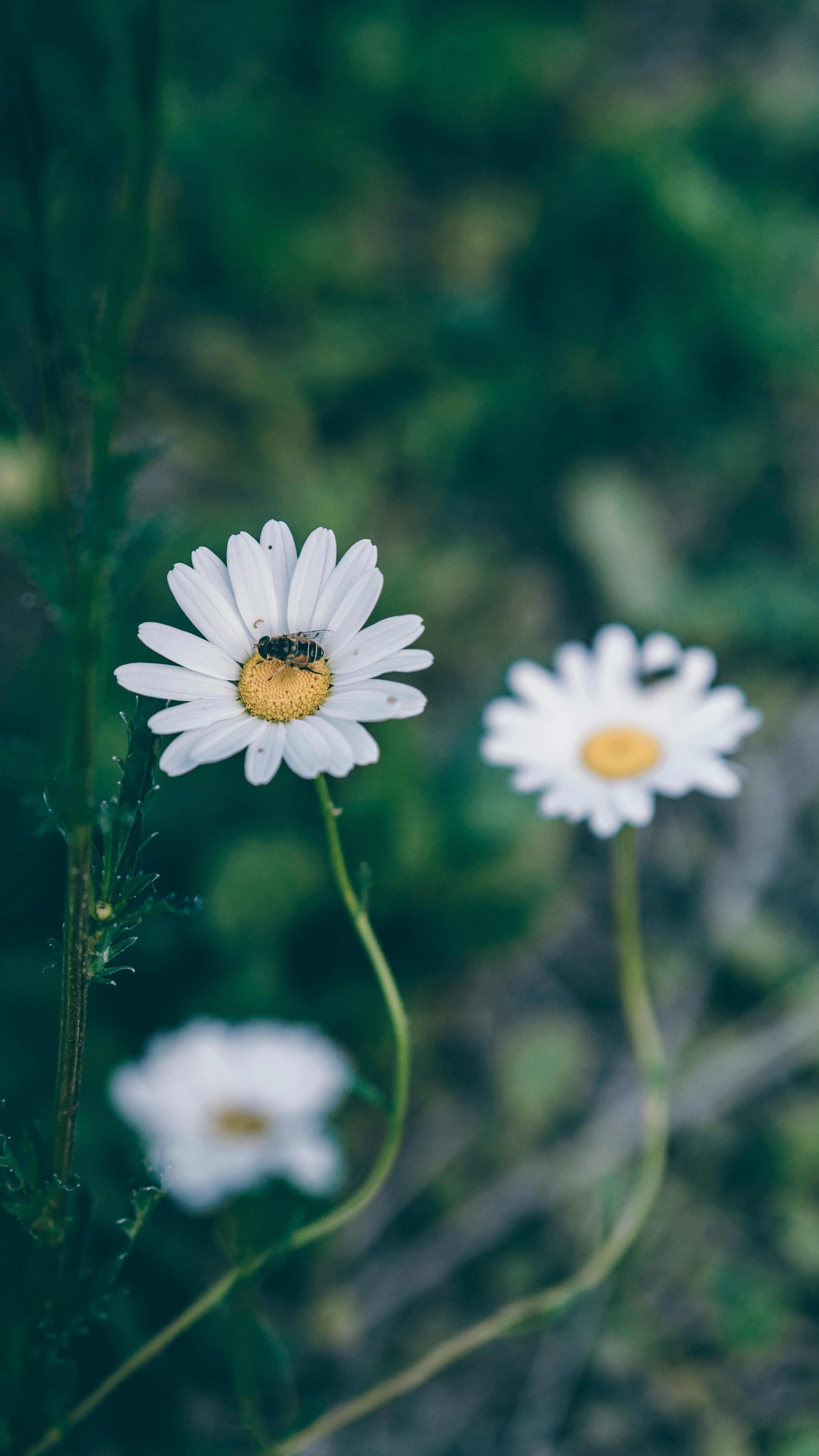 Photo by peek_a_boo_who