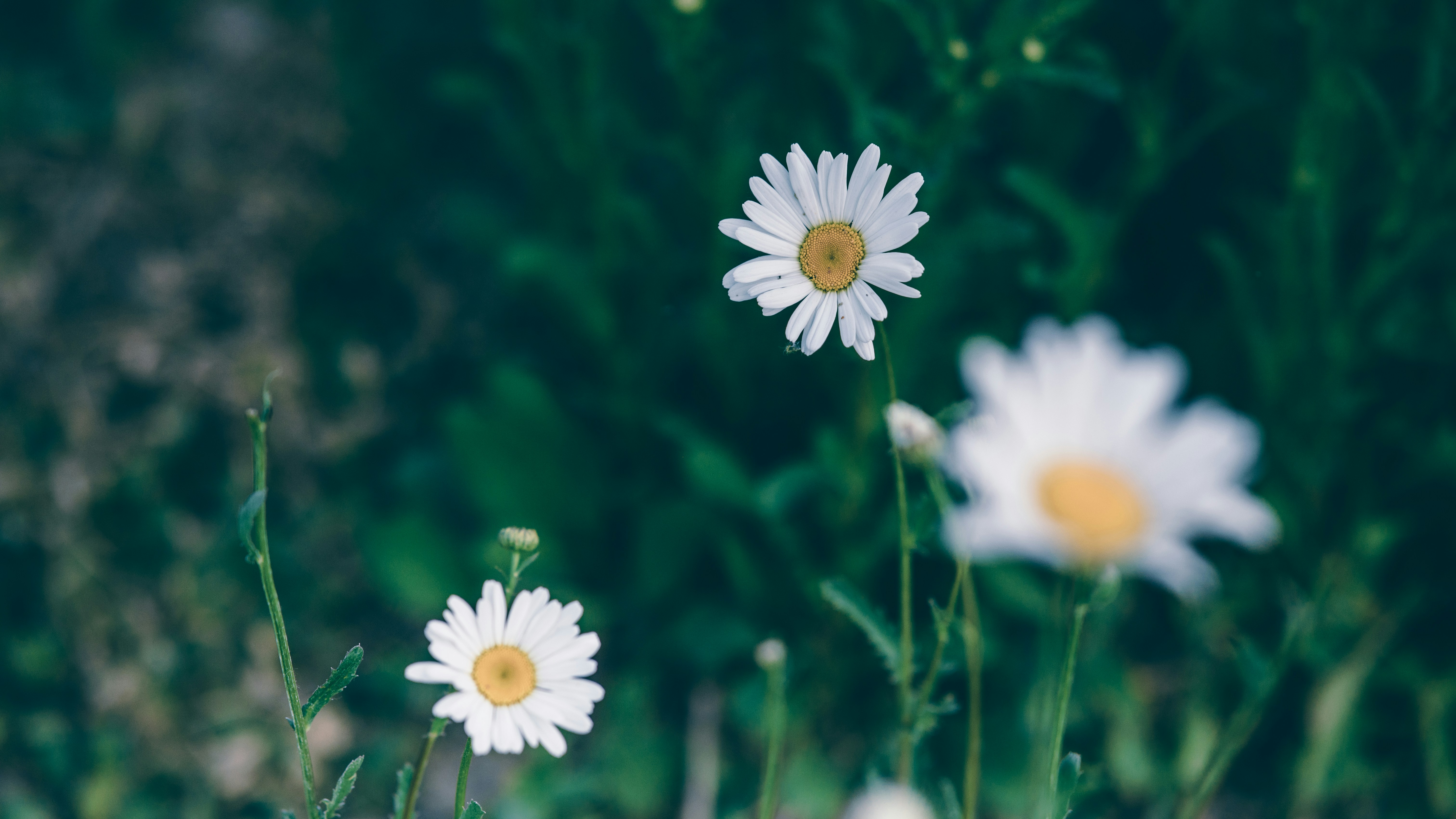 Photo by peek_a_boo_who