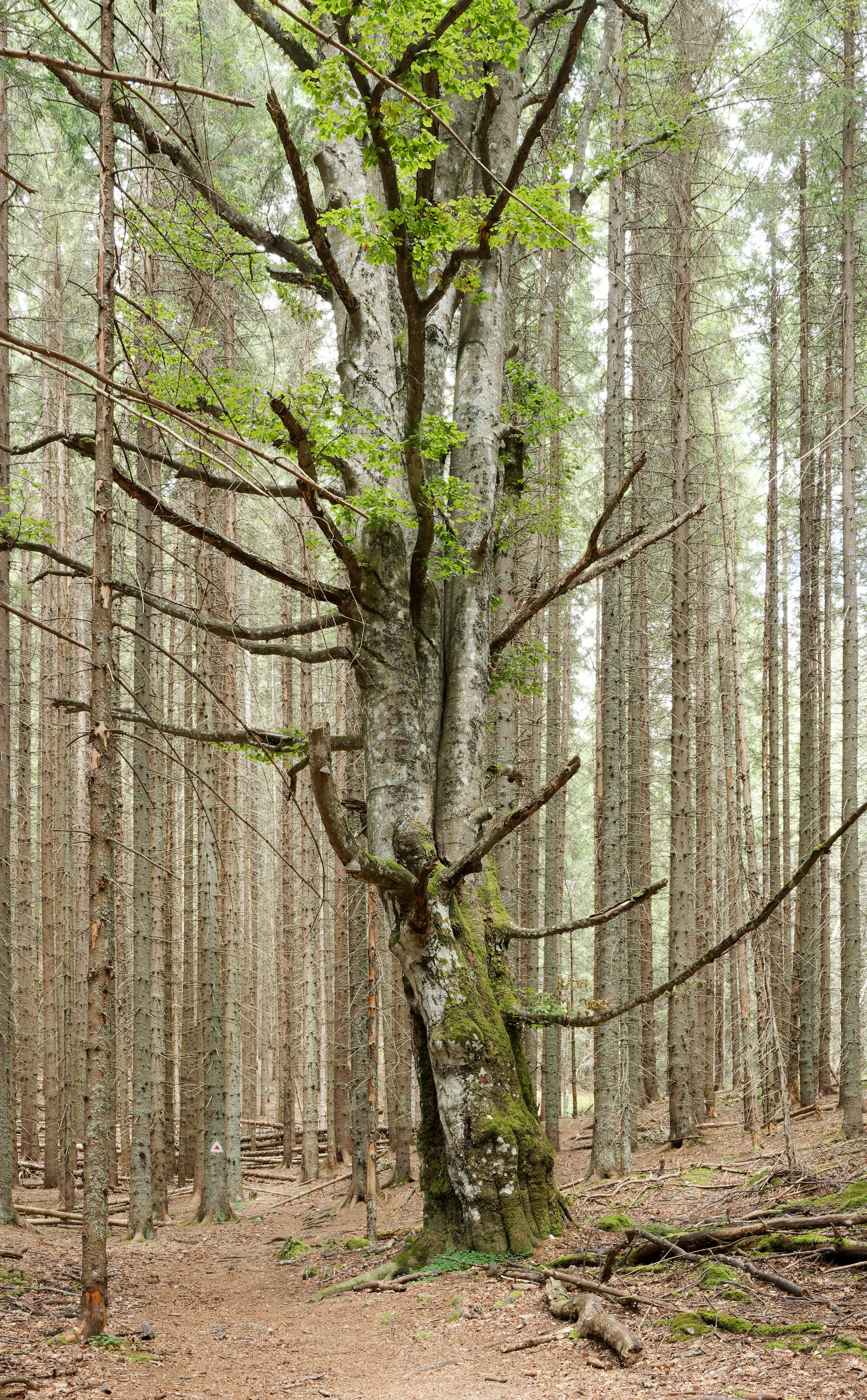 Photo by illes_cristi