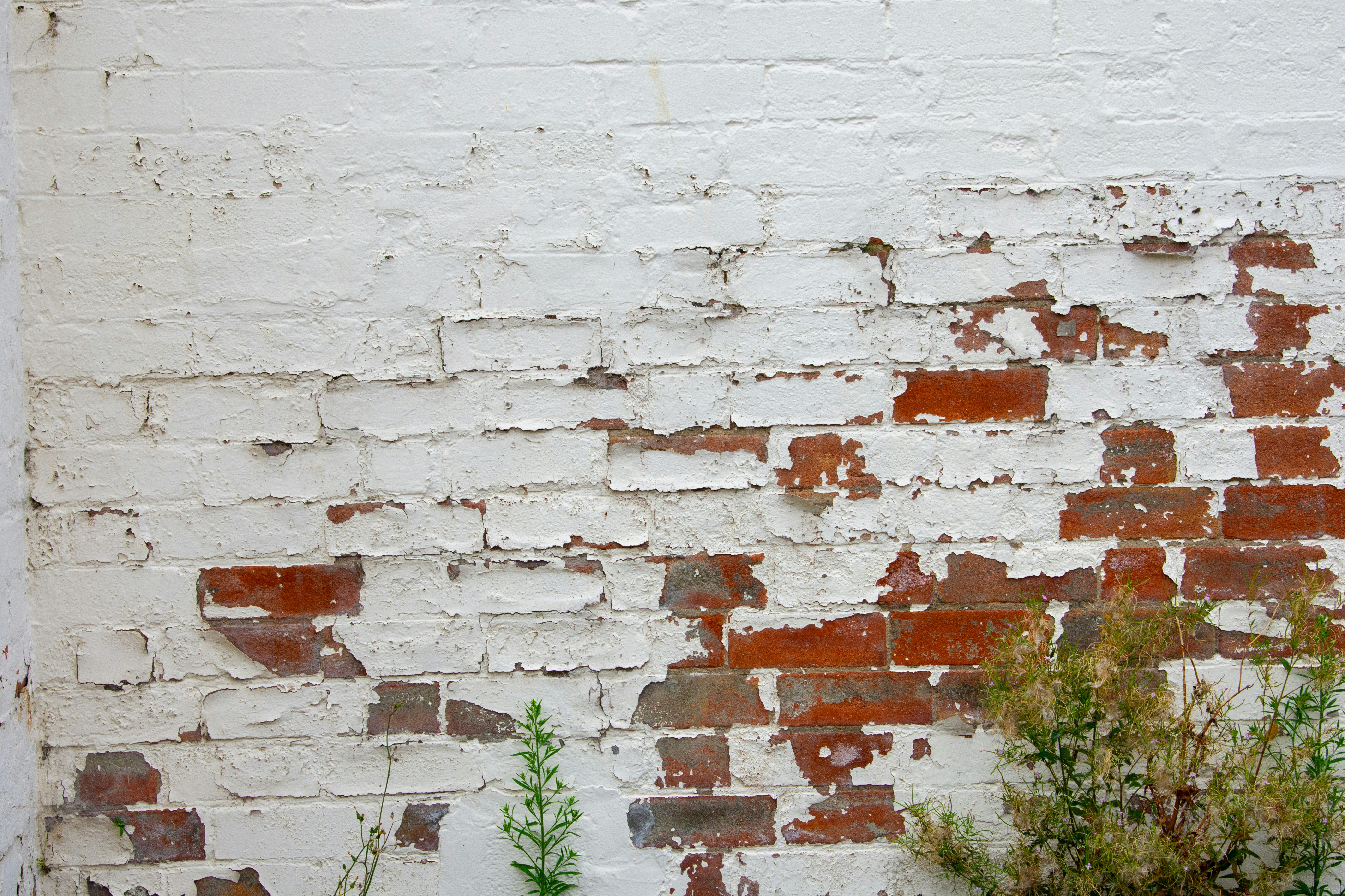 A white brick wall with a potted plant in front of it