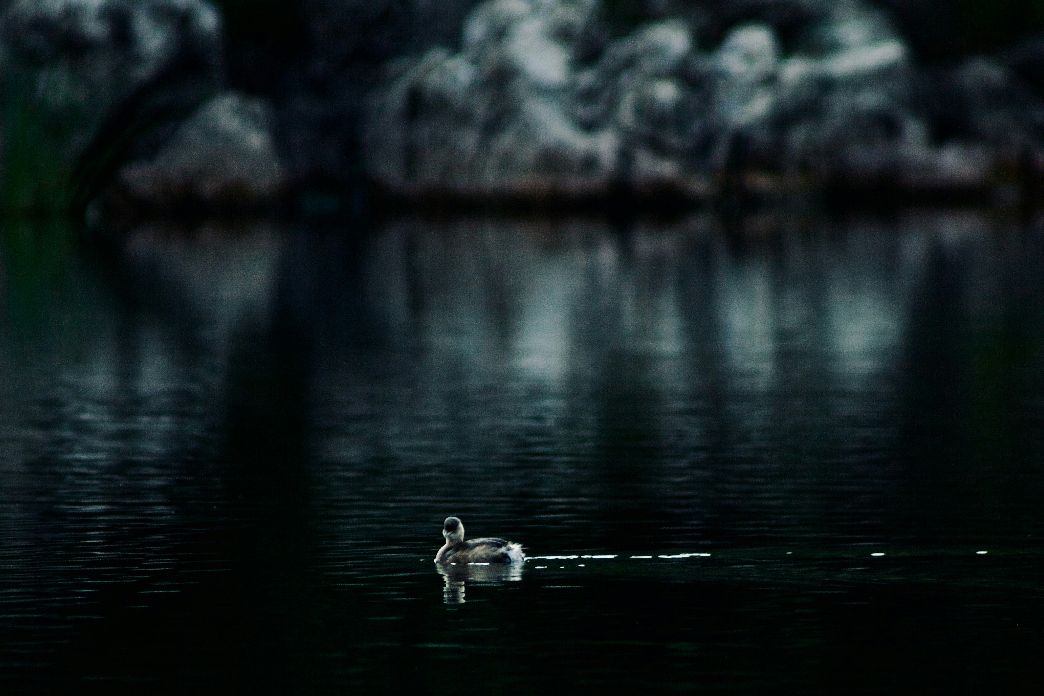 Un oiseau flottant au-dessus d’un plan d’eau