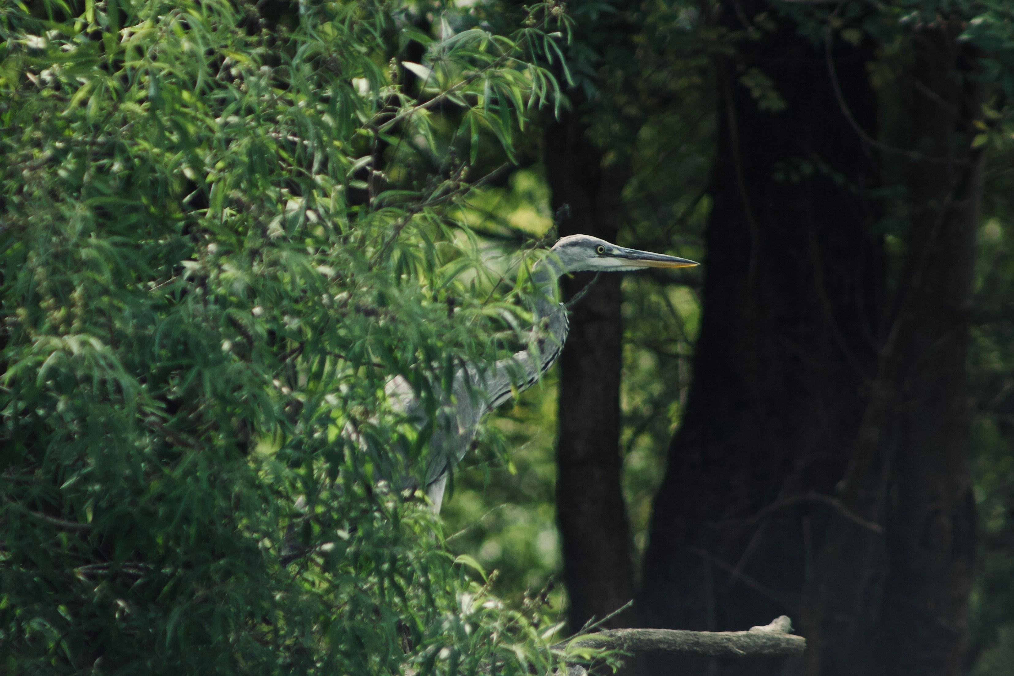 Photo by andrisgangis