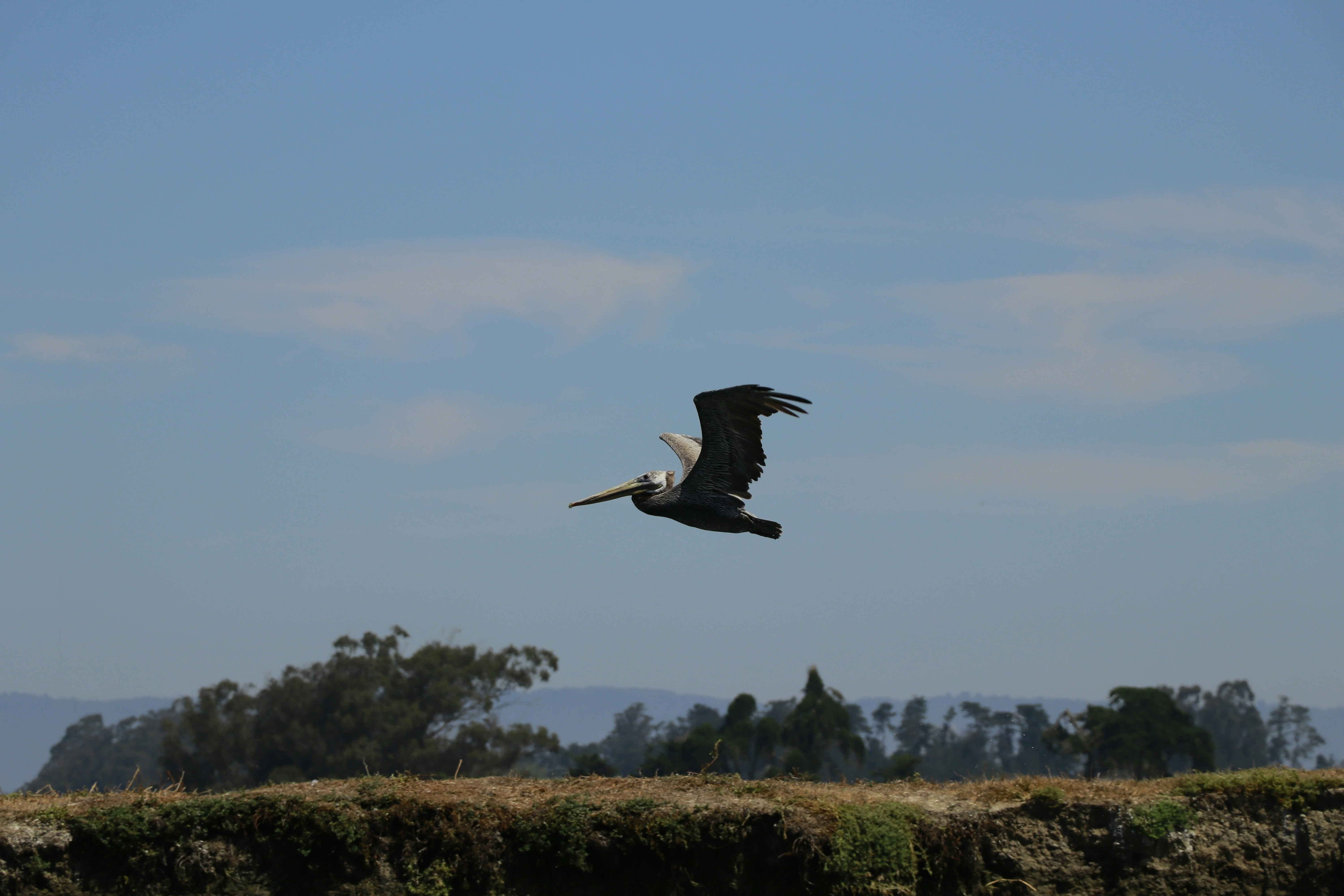 A large bird flying over a lush green field
