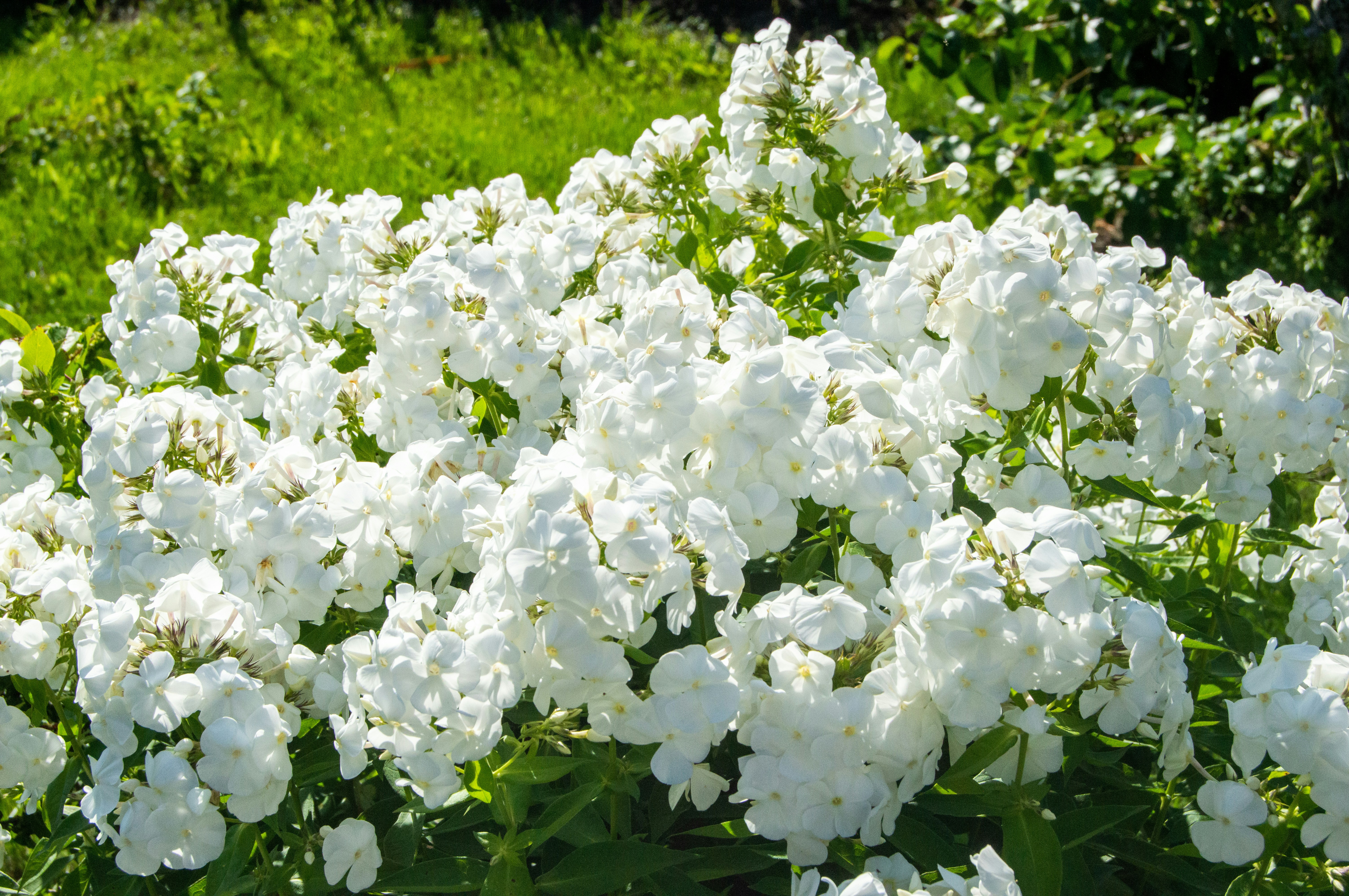 Um arbusto de flores brancas em um jardim