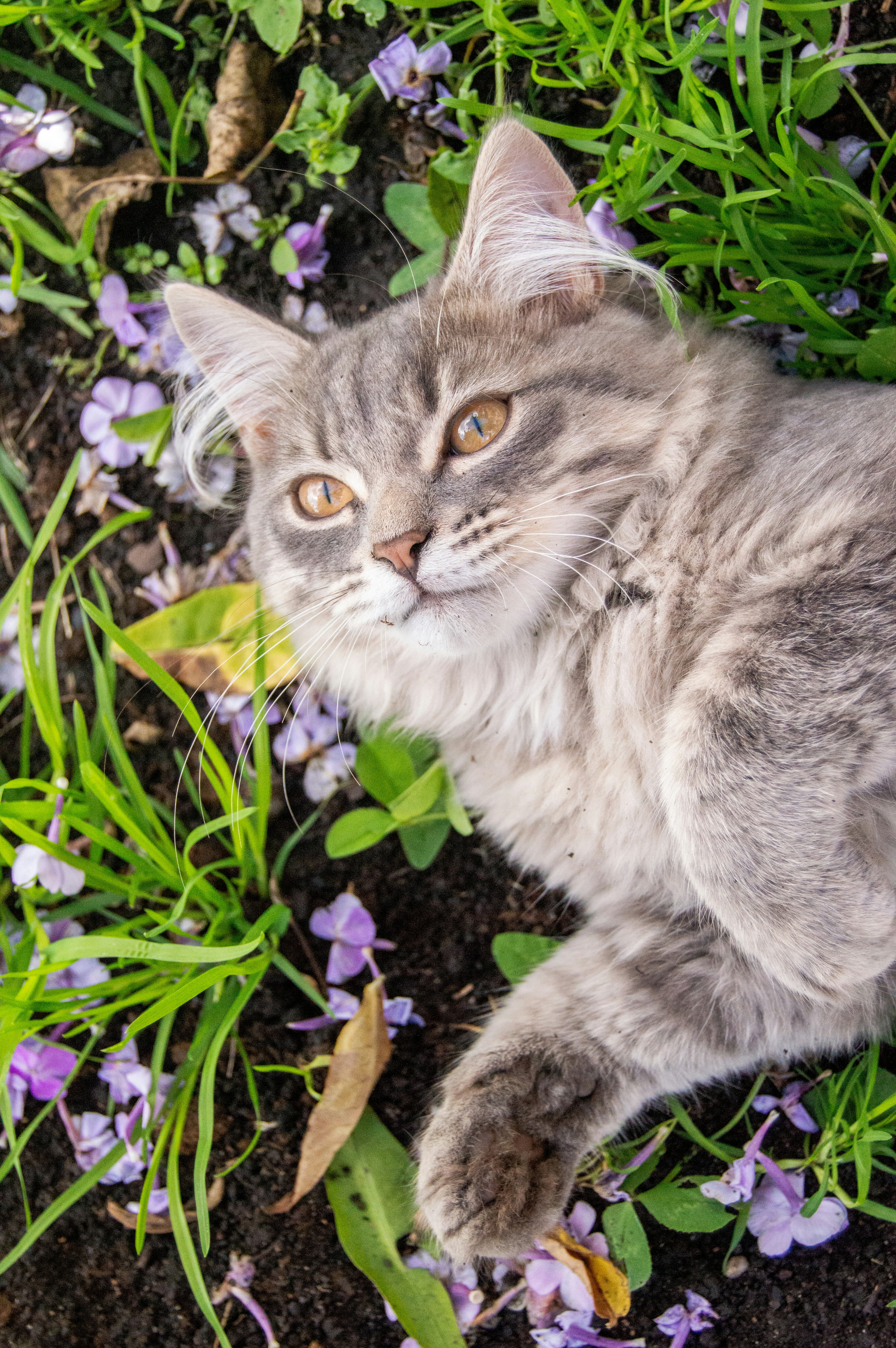 A cat laying on the ground in the grass