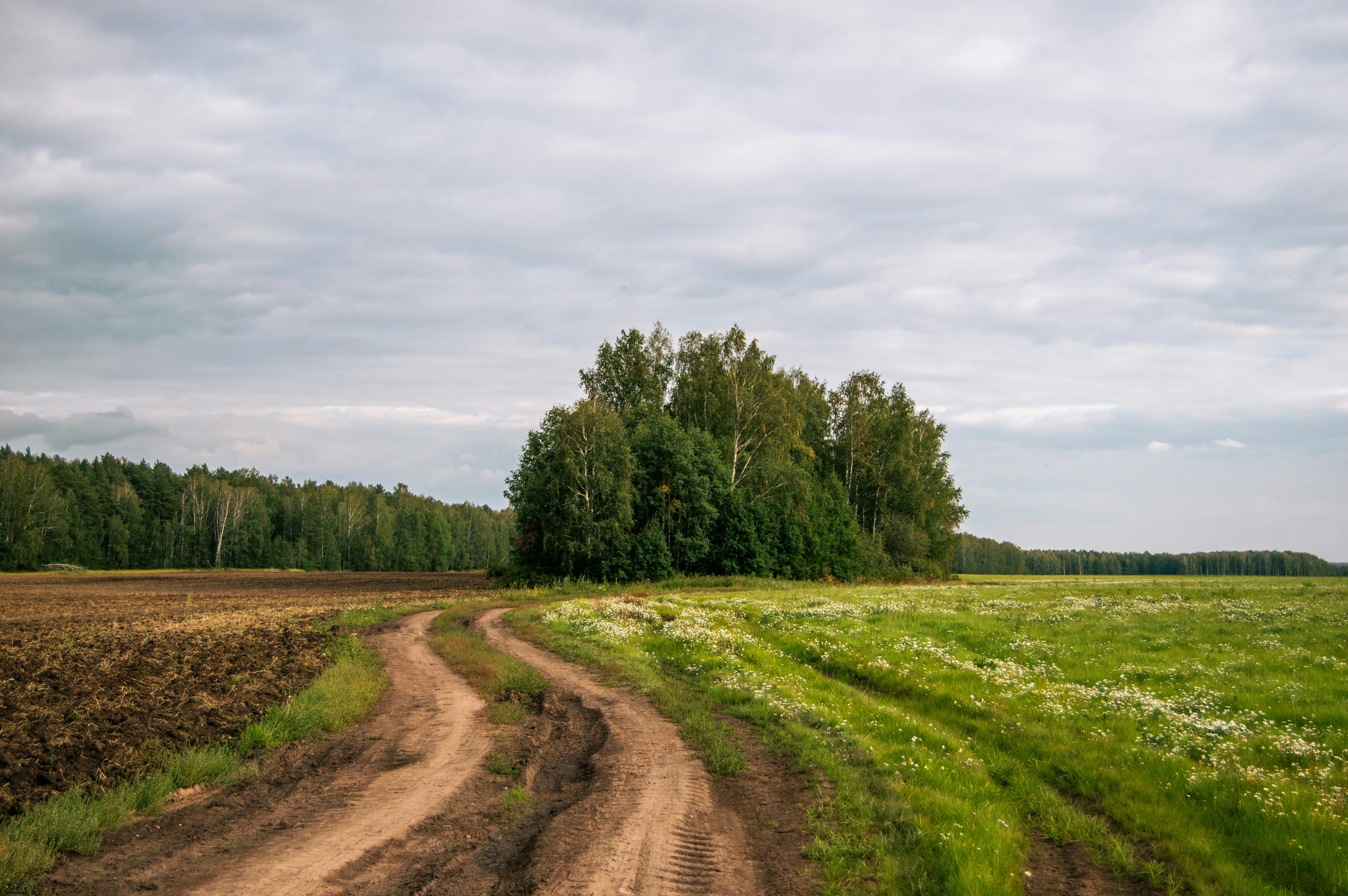 Photo by frosted_vulpes_ferrilata