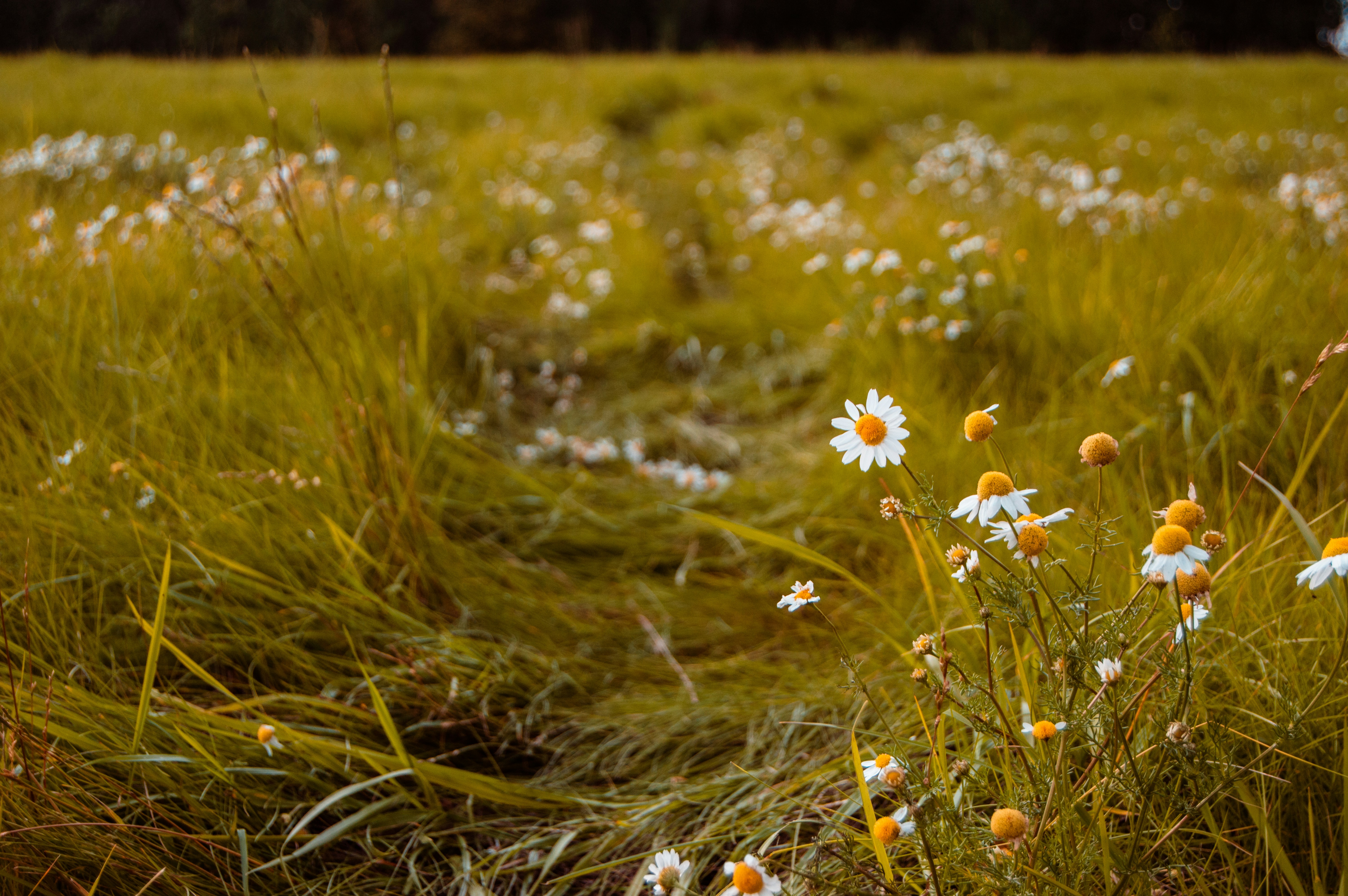 Photo by frosted_vulpes_ferrilata