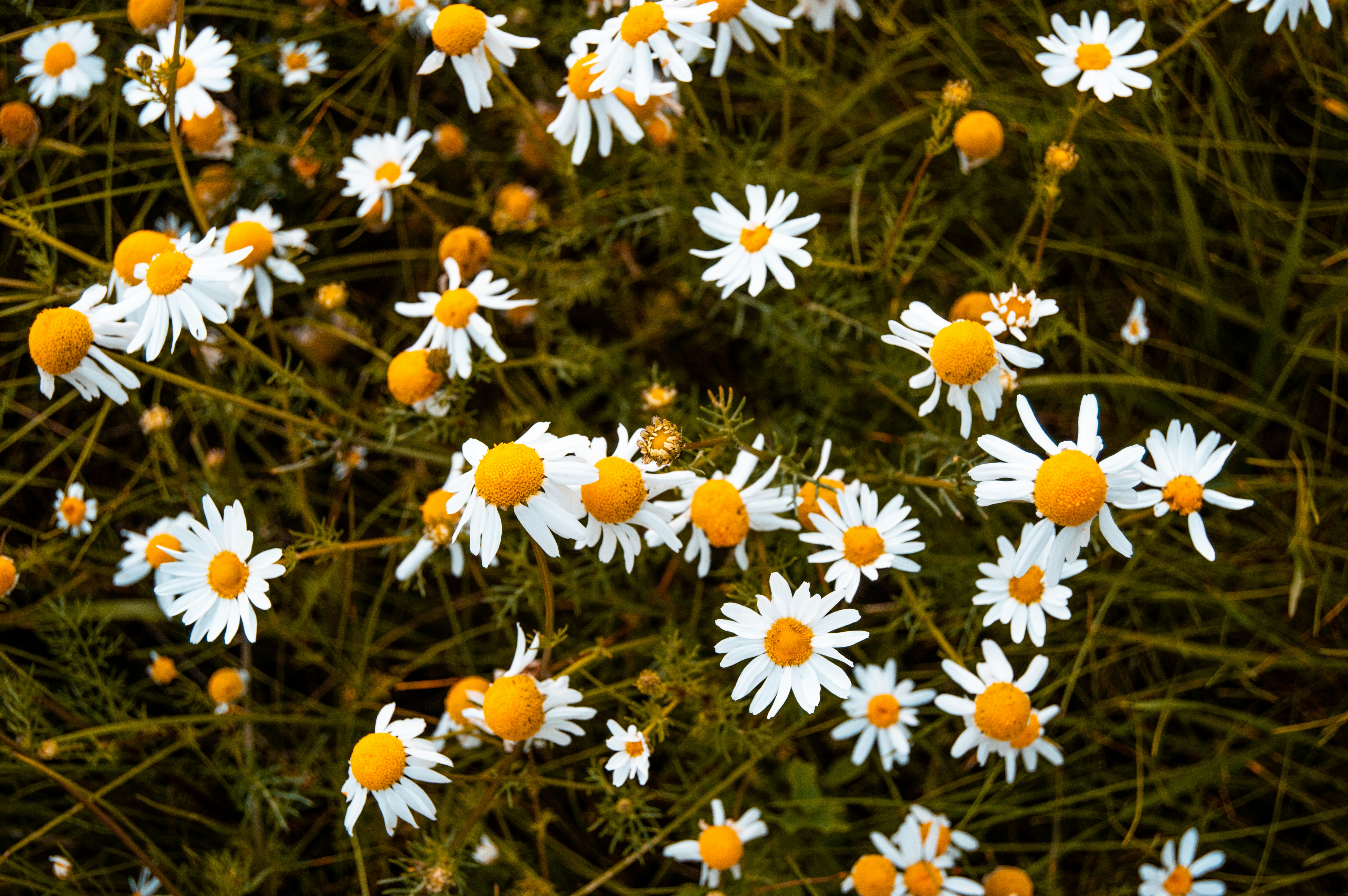 Photo by frosted_vulpes_ferrilata