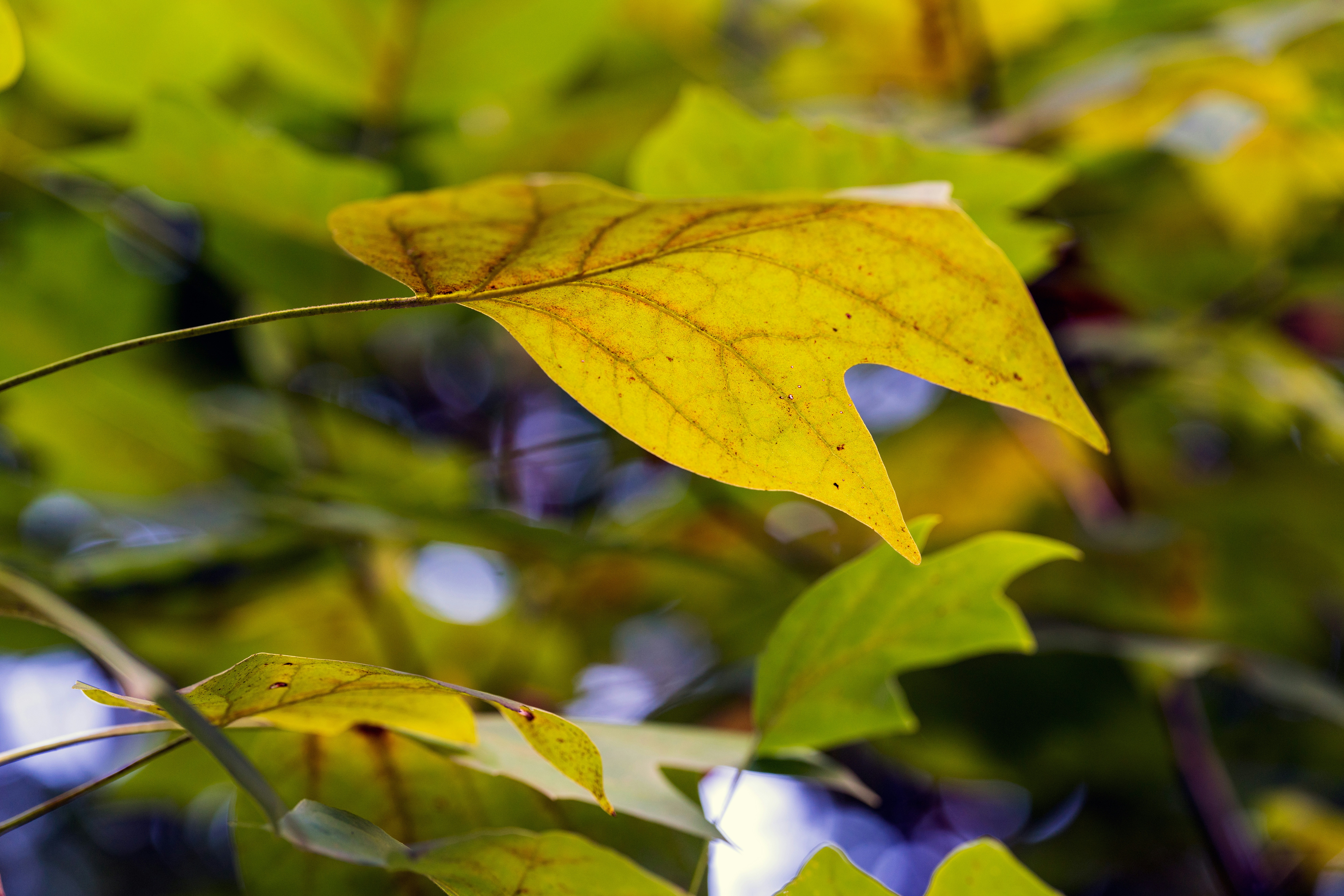 A close up of a yellow leaf on a tree