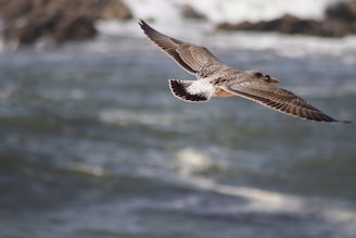 A bird flying over a body of water