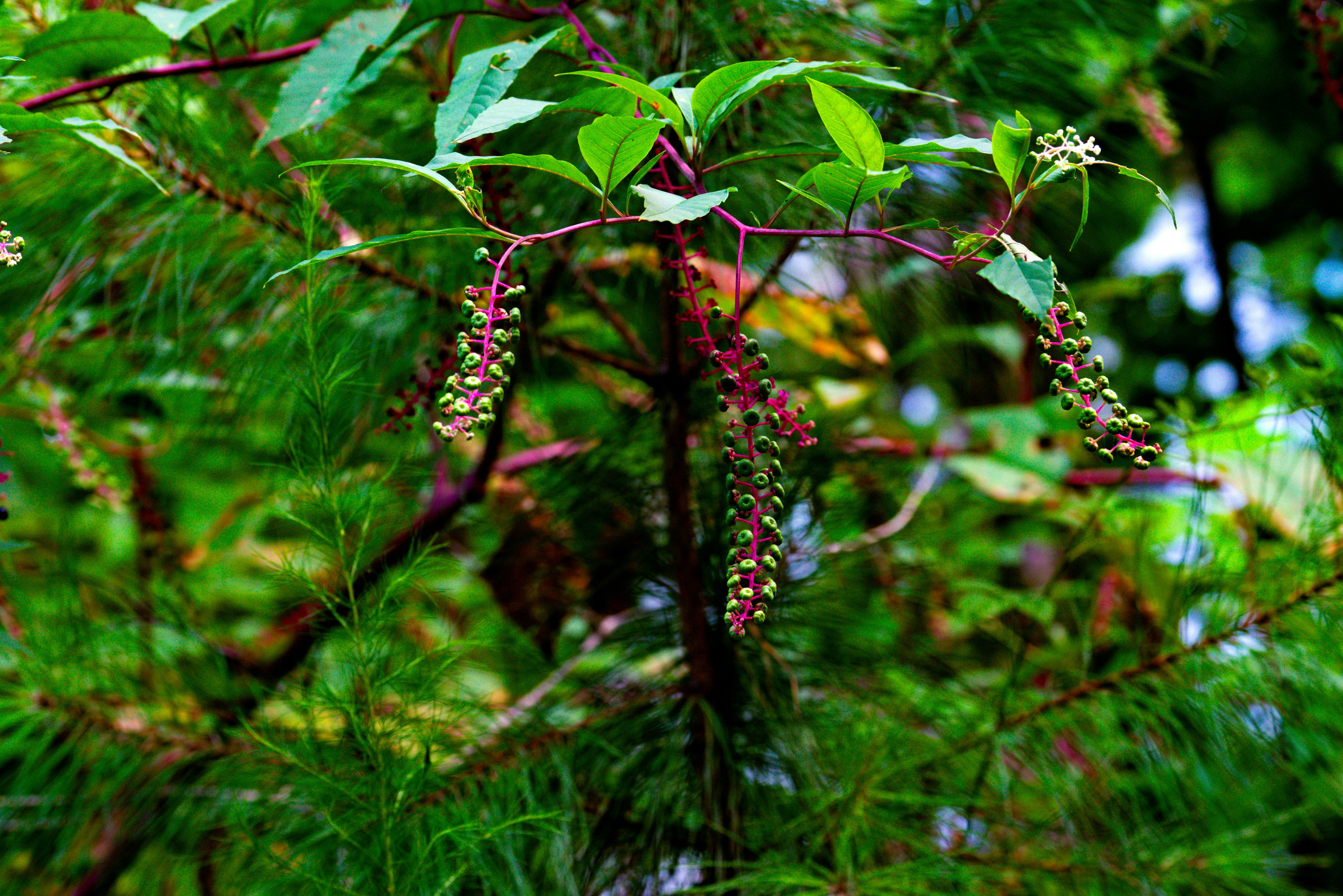A close up of a tree with lots of leaves