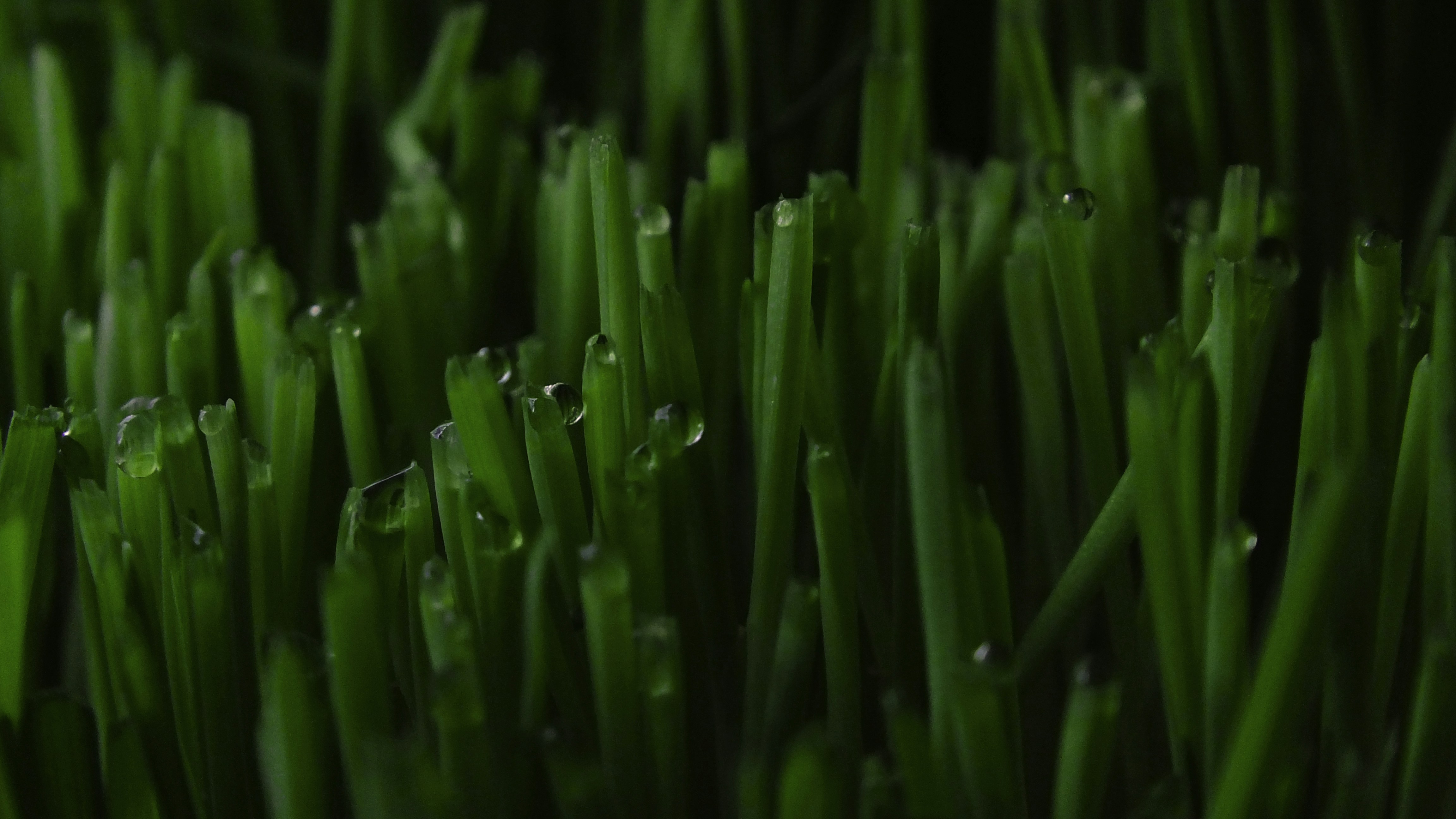 A close up of grass with drops of water on it