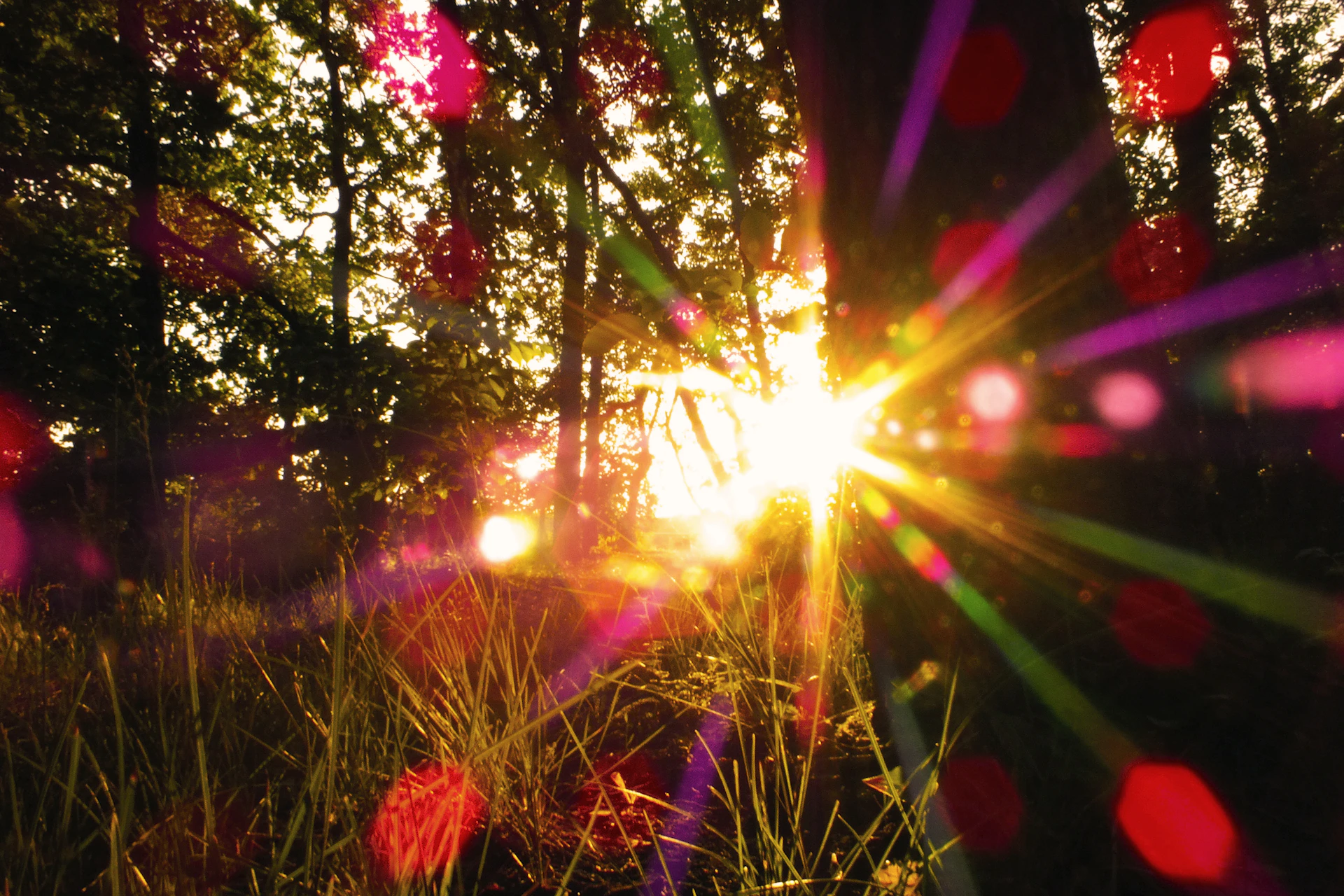 The sun is shining brightly through the trees