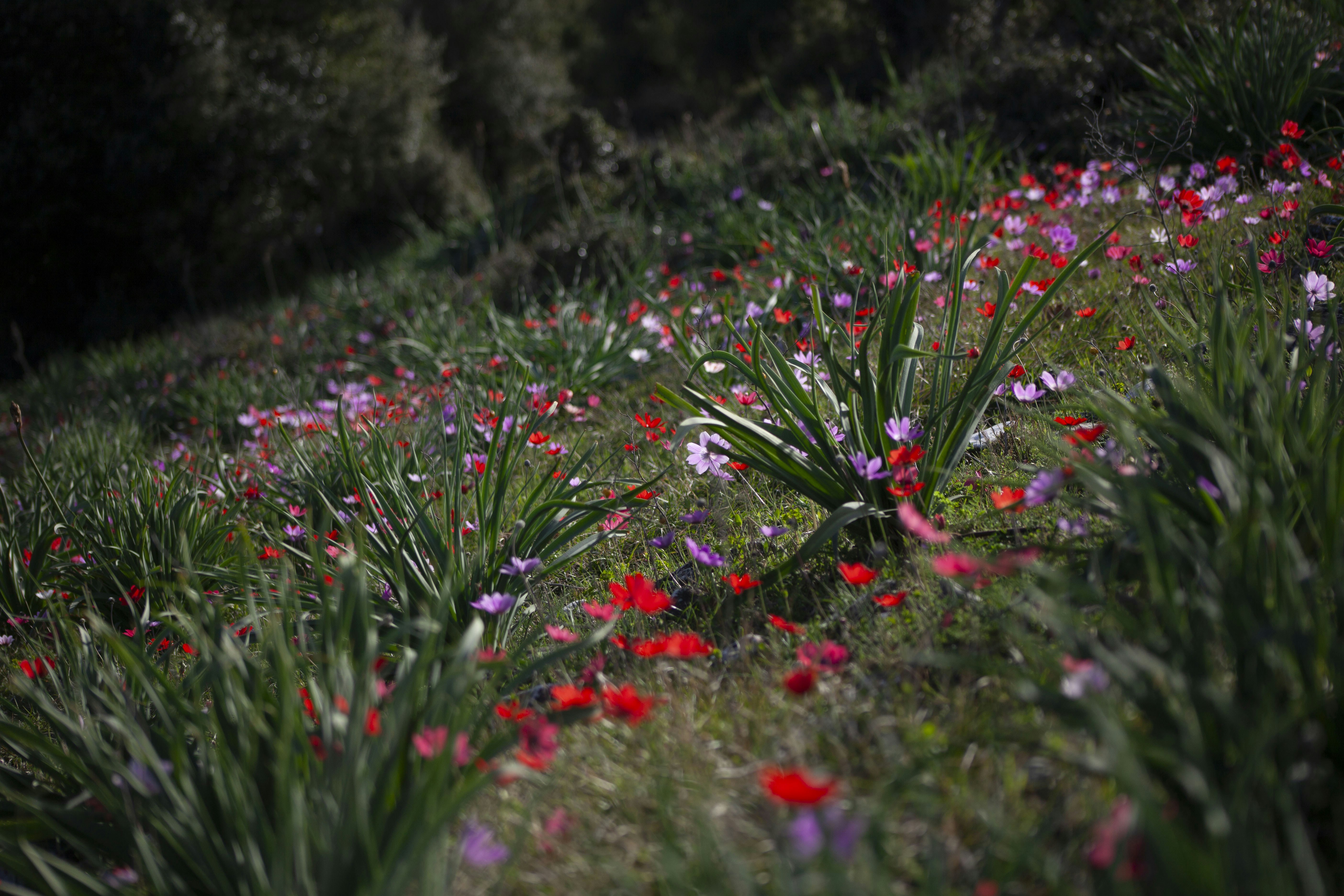 A field full of red and pink flowers