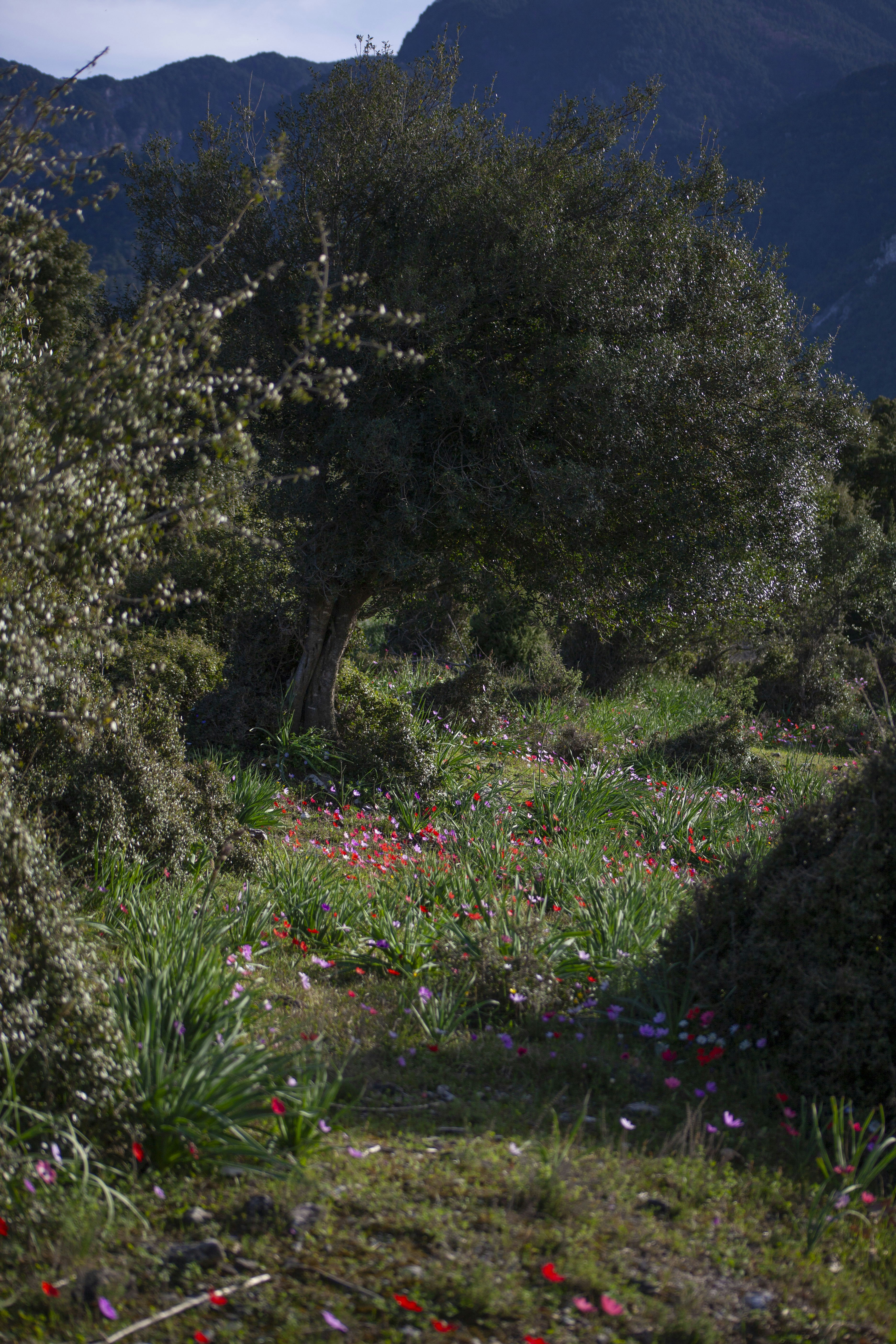 A field of flowers and trees with mountains in the background