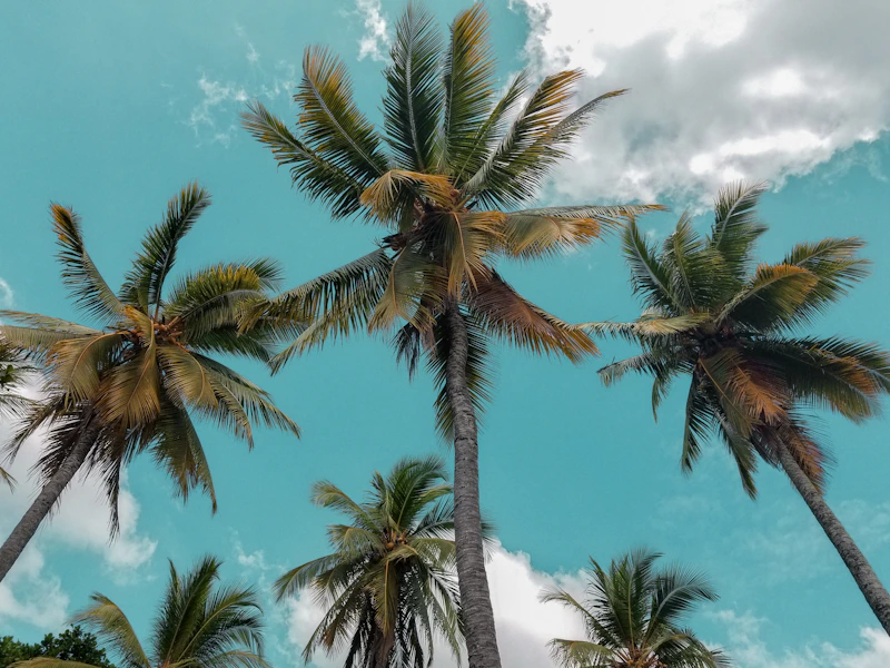 Palmeras sobre la playa de Bentota
