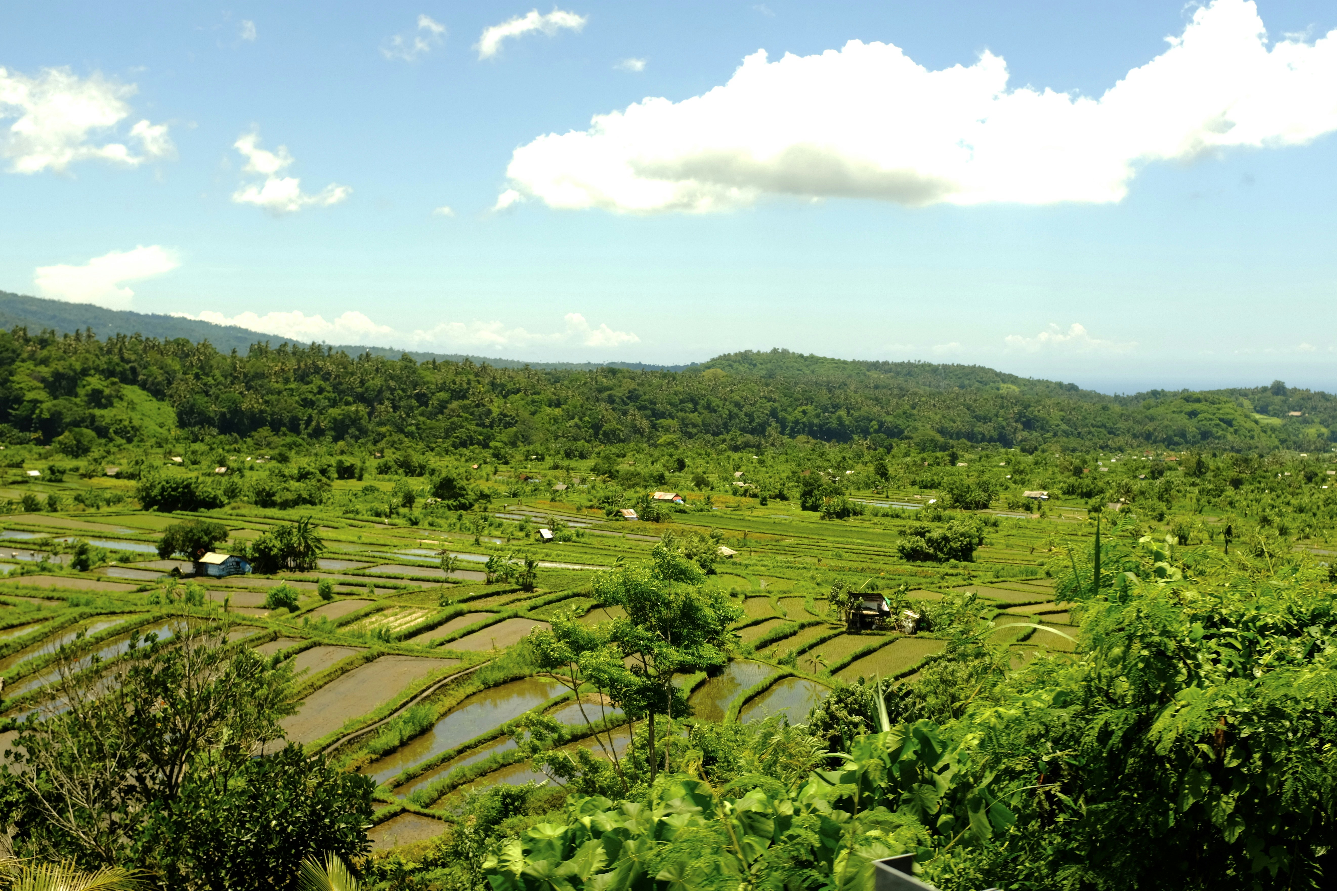 A lush green field with lots of trees