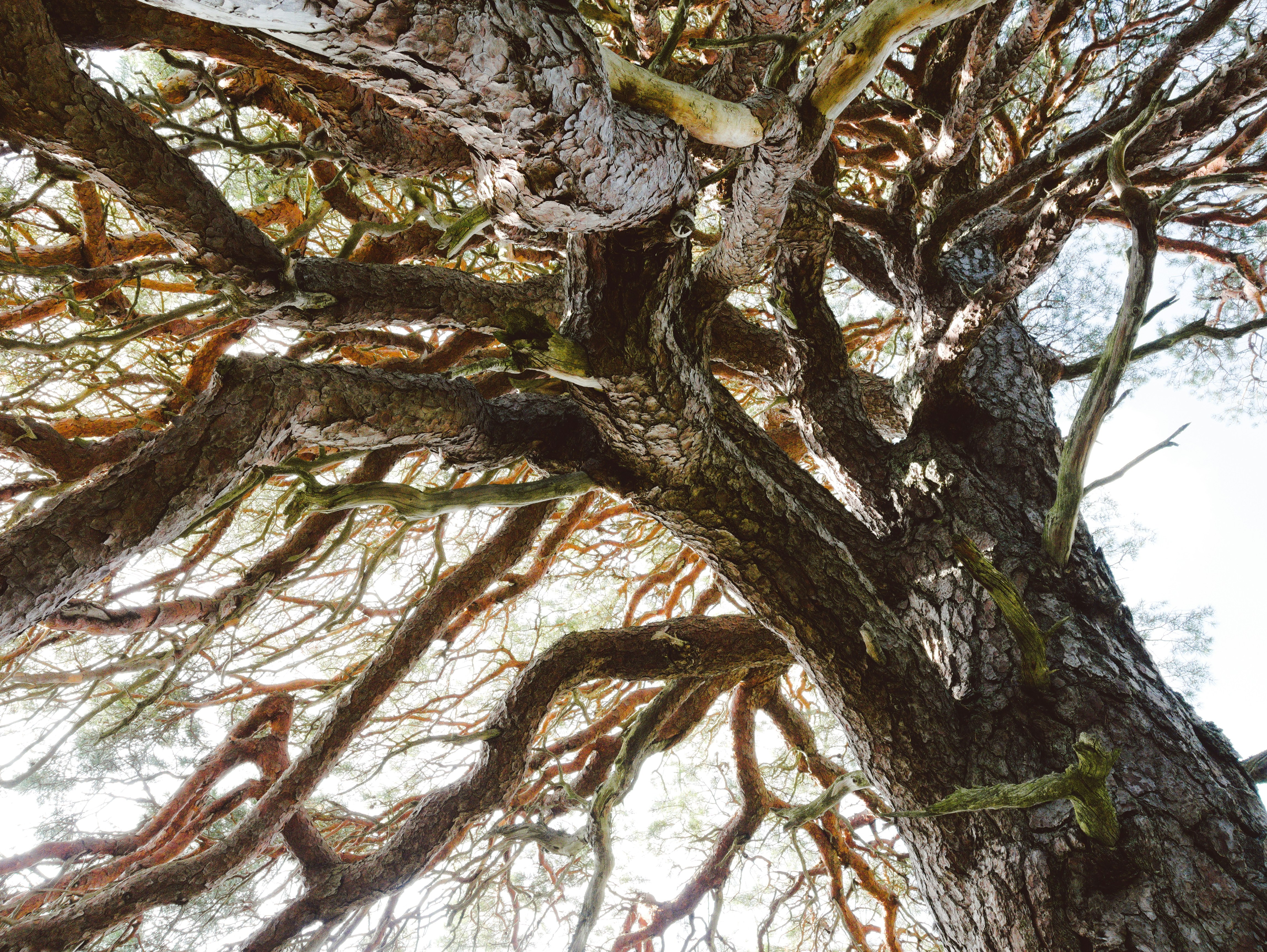 A very tall tree with lots of branches