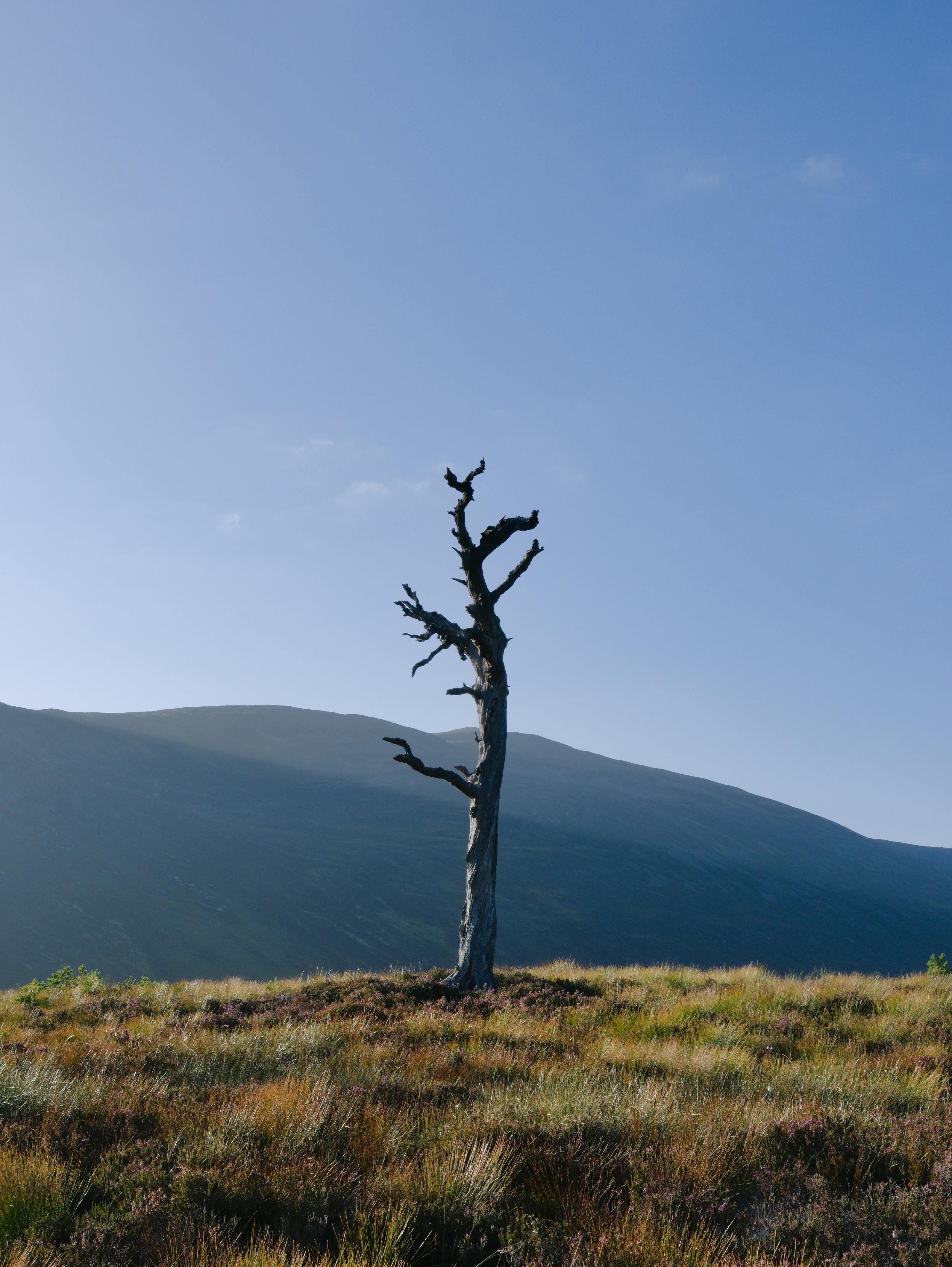 A dead tree in a field with mountains in the background