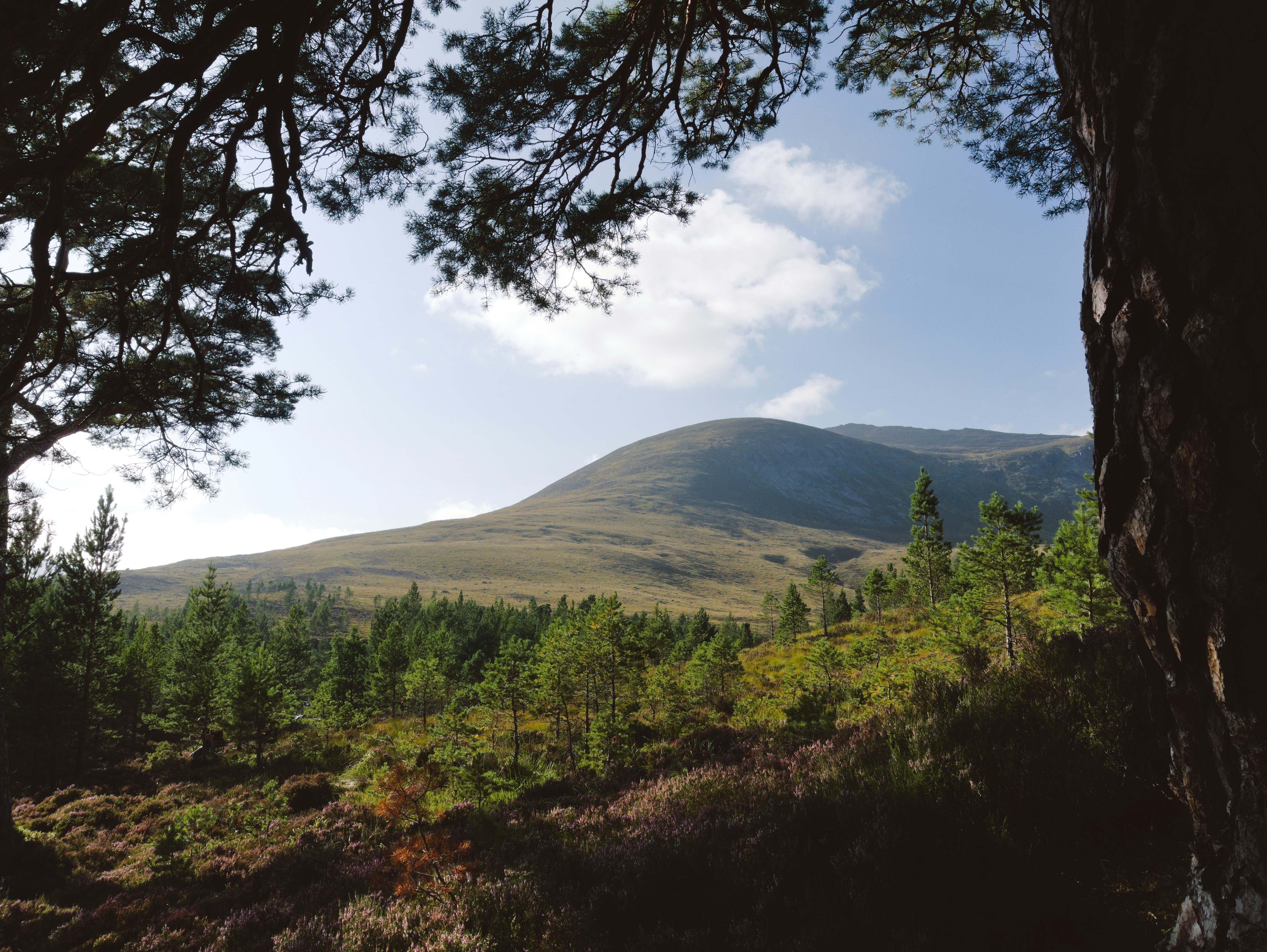 A view of a mountain through some trees