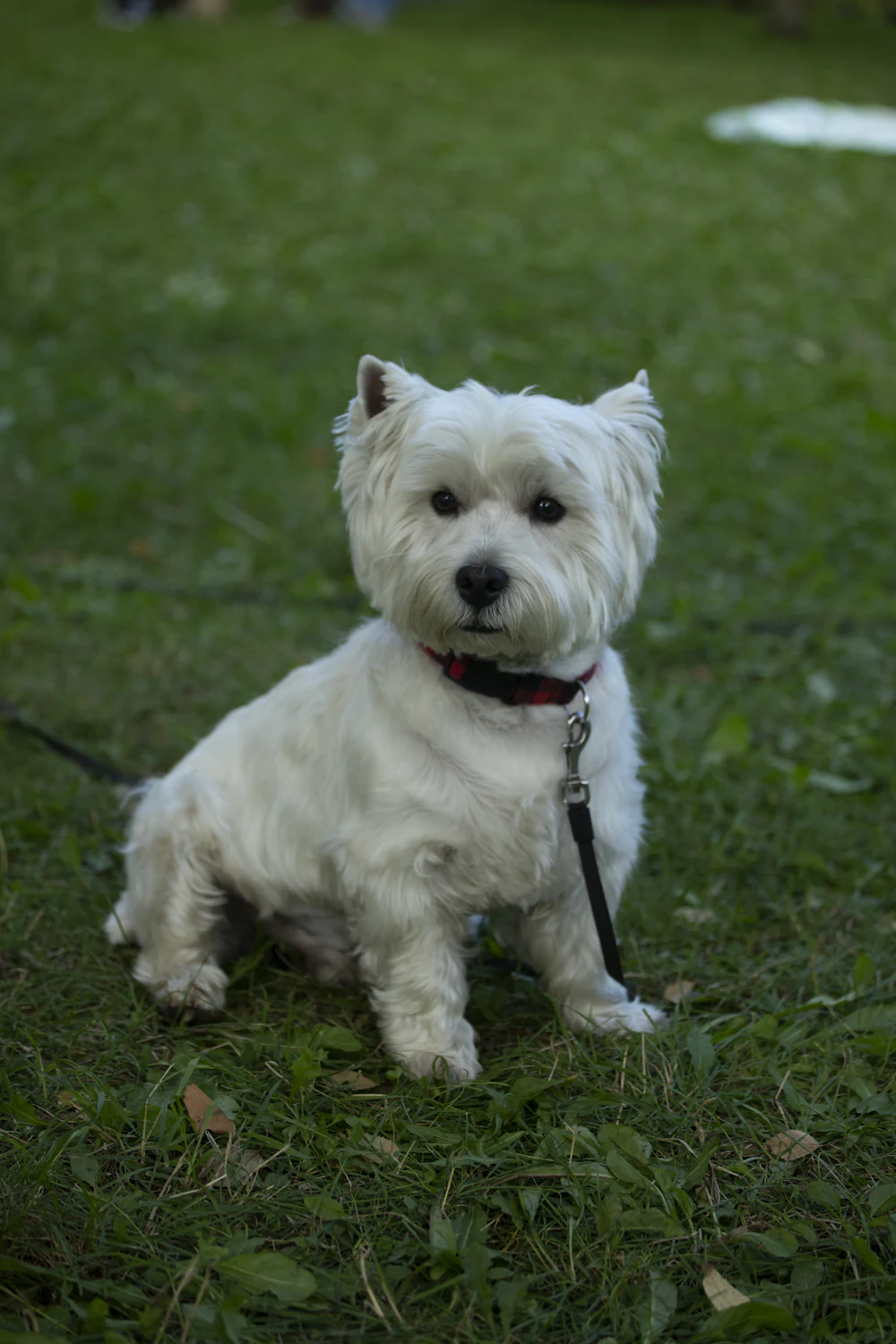 West Highland White Terrier, photo 5