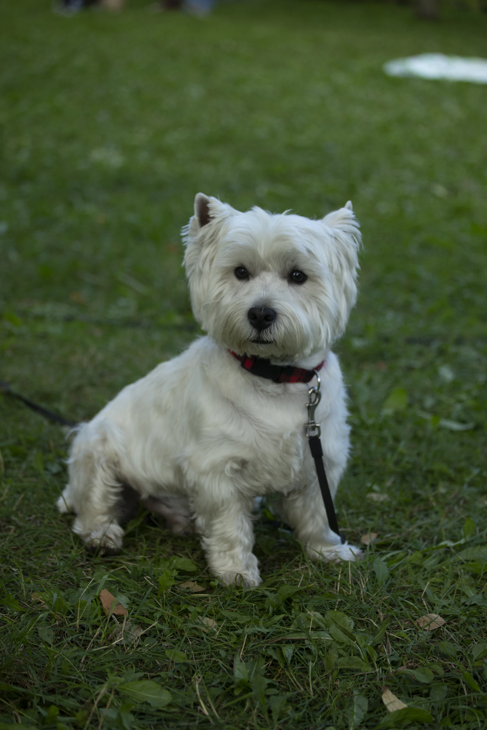 Adult West Highland White Terrier sitting on green grass, photo on Unsplash